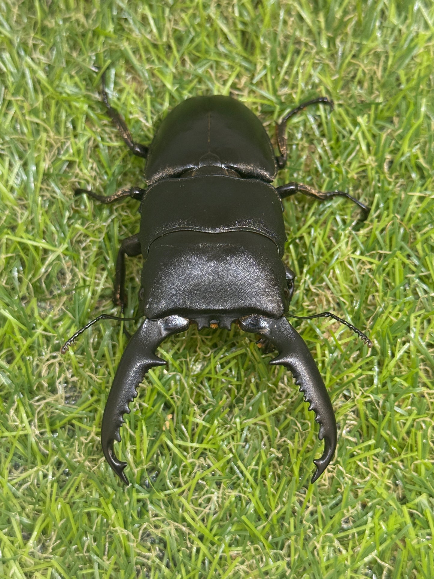 パラワンオオヒラタクワガタ　♂91mm単品