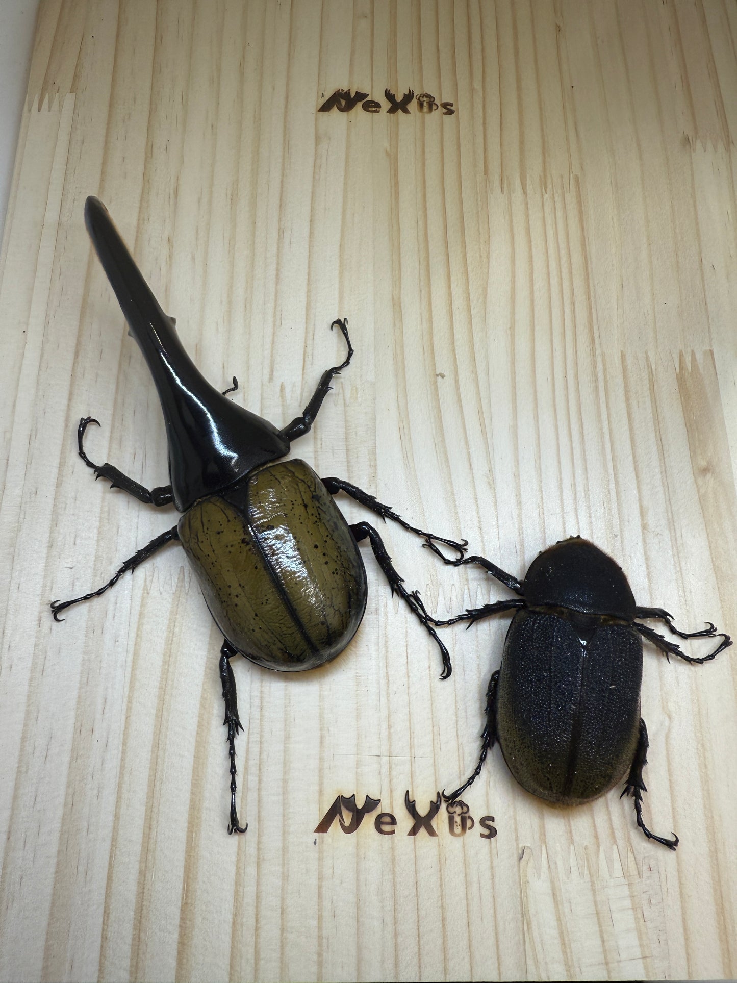 DH･ヘラクレス　♂138mm成虫ペア