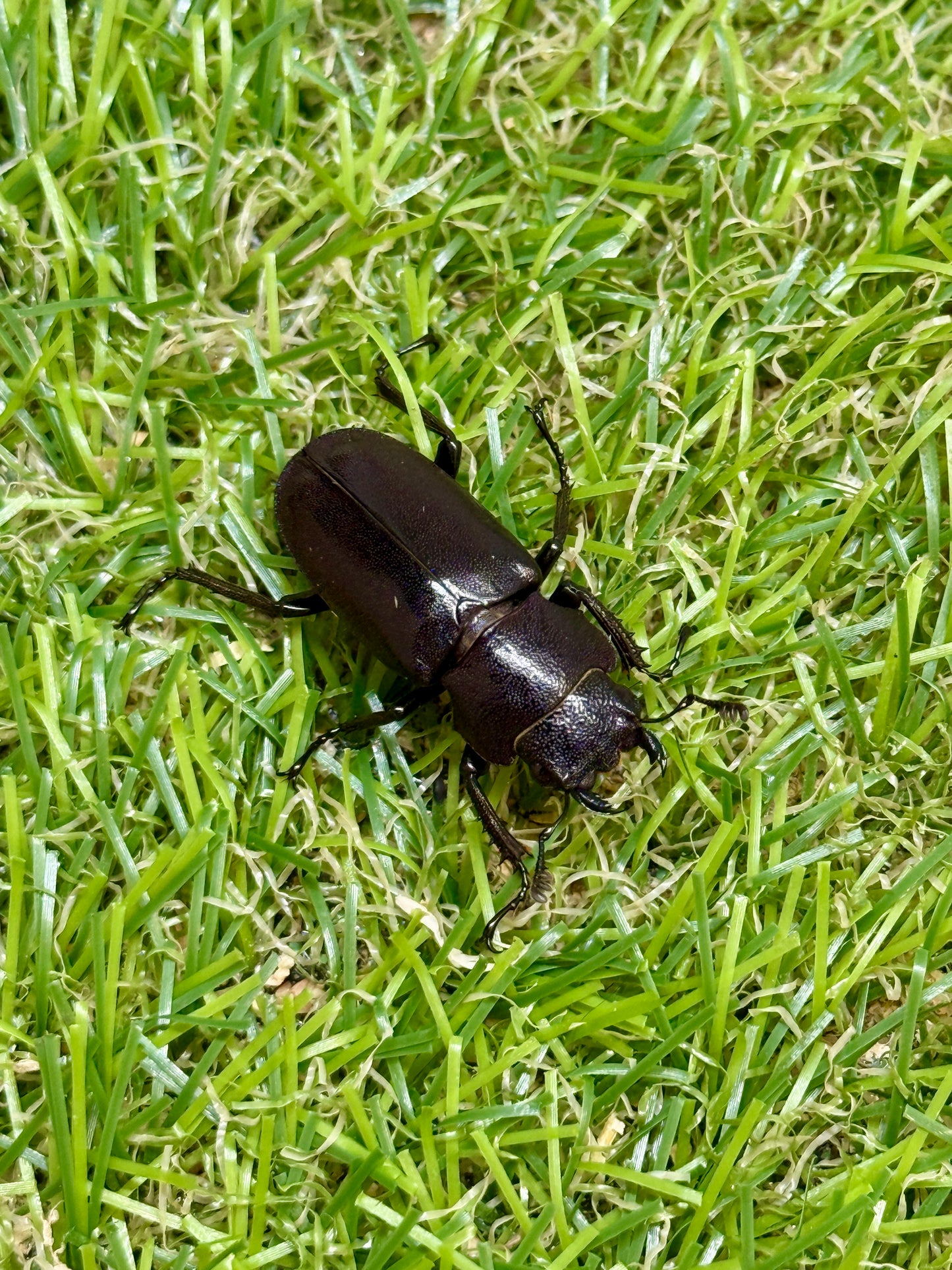 メタリフェルホソアカクワガタ　♂83.2mm成虫ペア