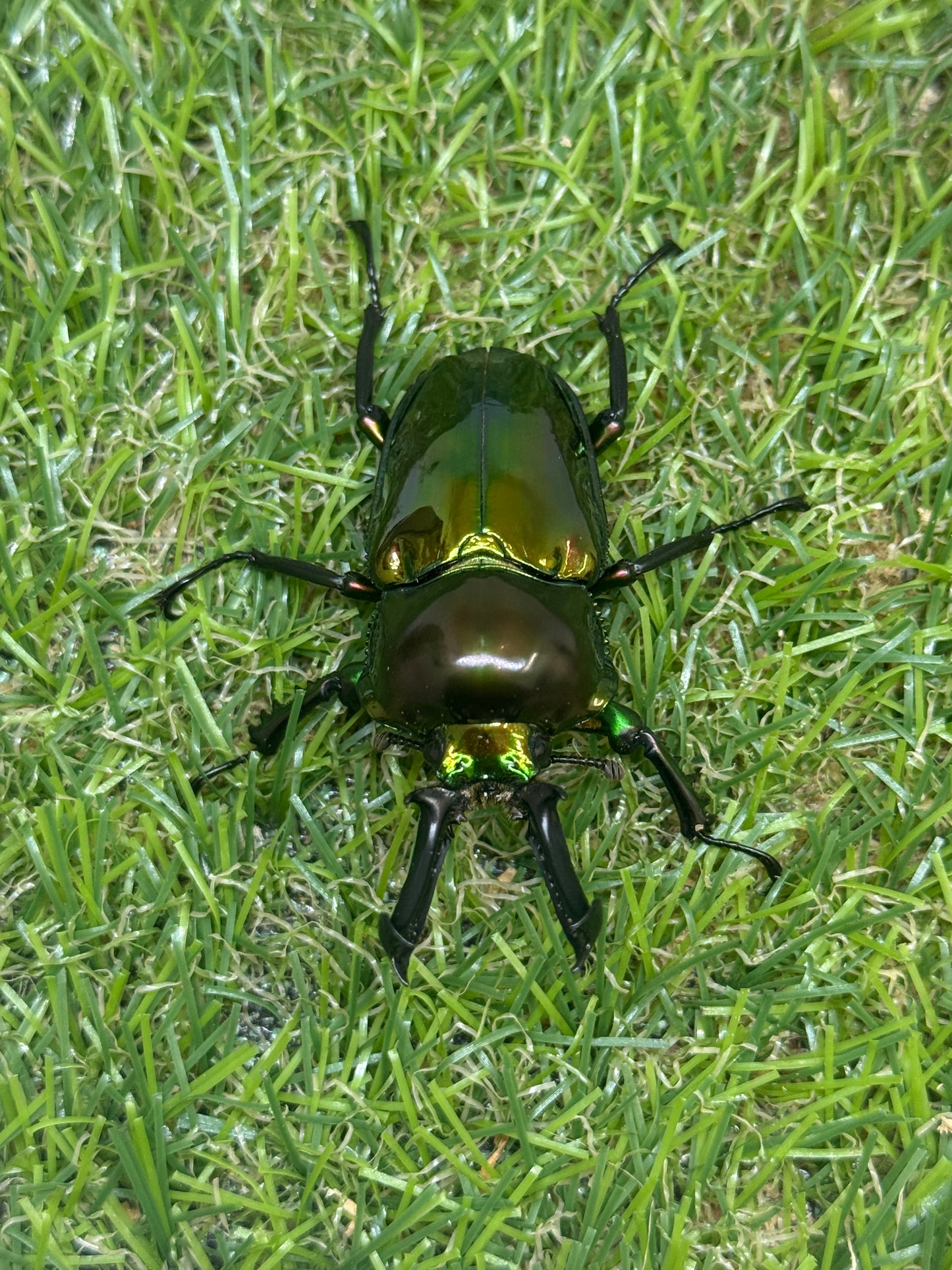 ニジイロクワガタ(ピカール系)　♂55.8mm成虫ペア