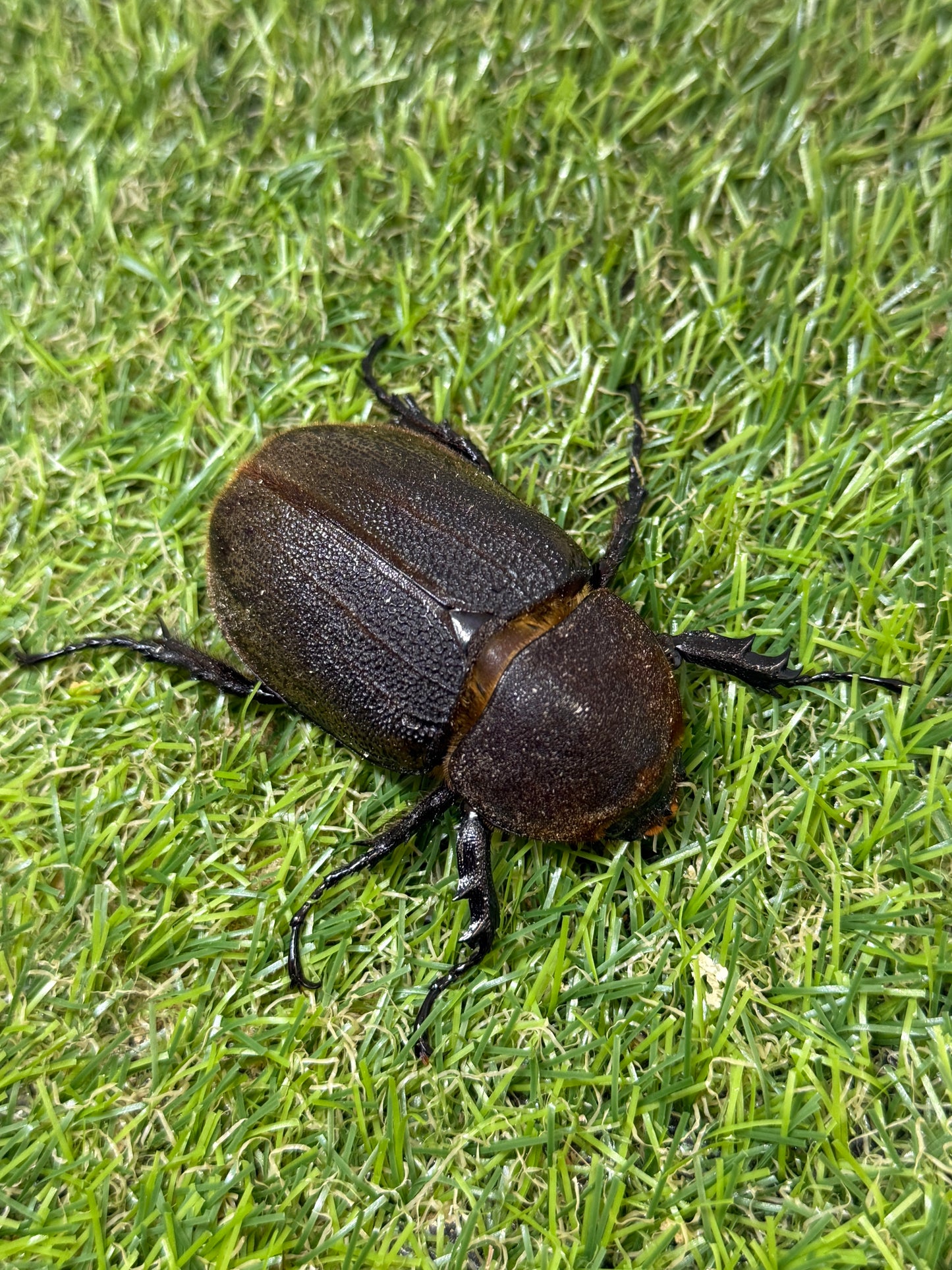 DH･ヘラクレス　♂152mm成虫ペア