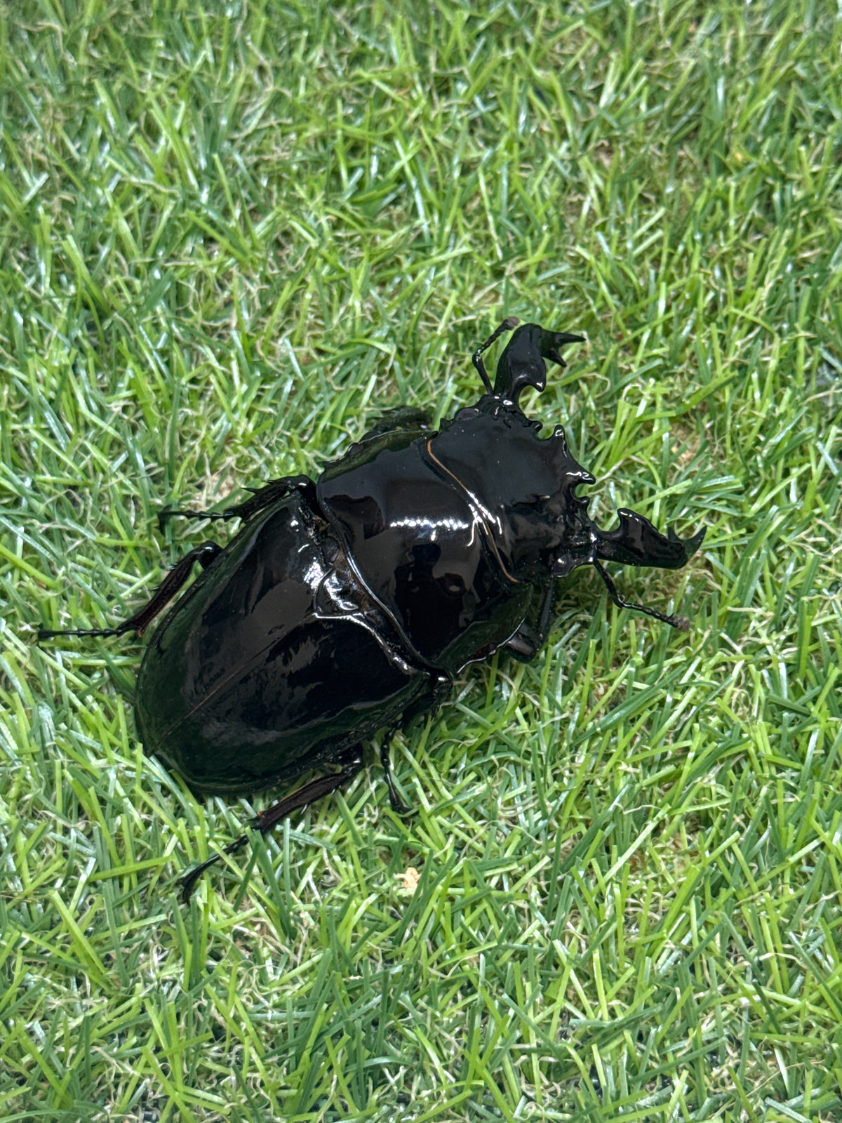 タランドゥスオオツヤクワガタ　♂79mm成虫ペア