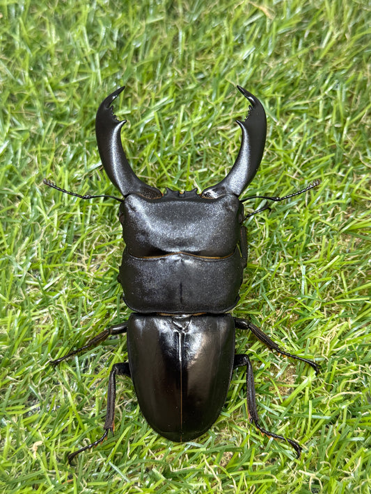 テイオウヒラタクワガタ(大城戸血統)　♂85.8mm成虫ペア
