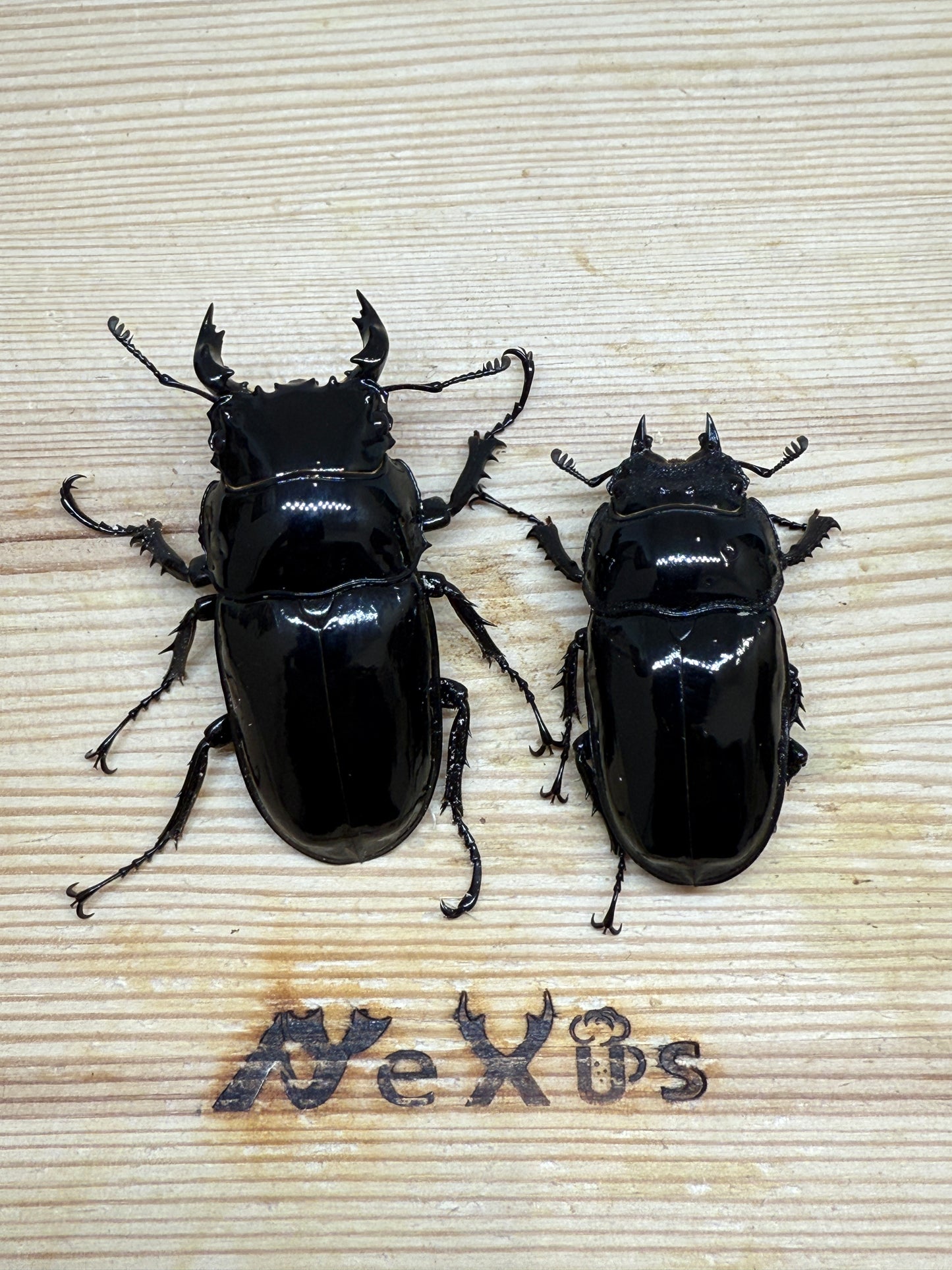 タランドゥスオオツヤクワガタ　♂55mm成虫ペア