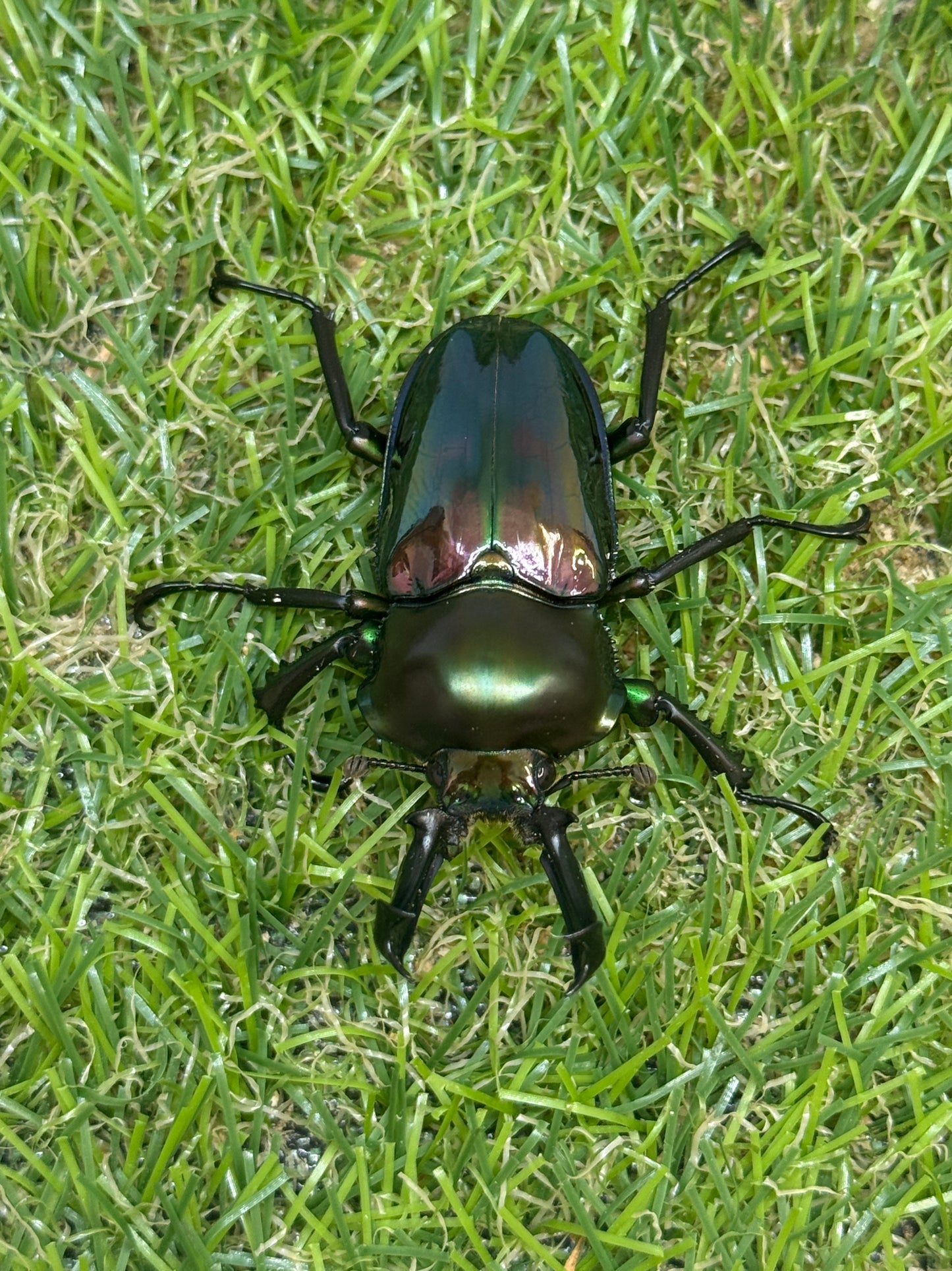 ニジイロクワガタ　♂50mm成虫ペア