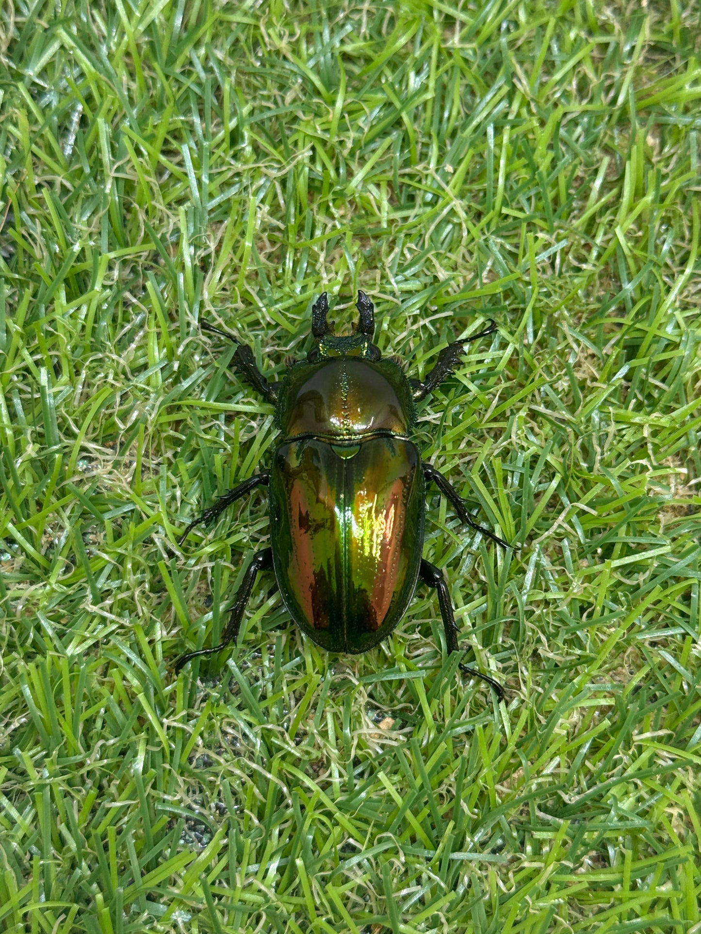 ニジイロクワガタ(ピカール系)　♂55.8mm成虫ペア