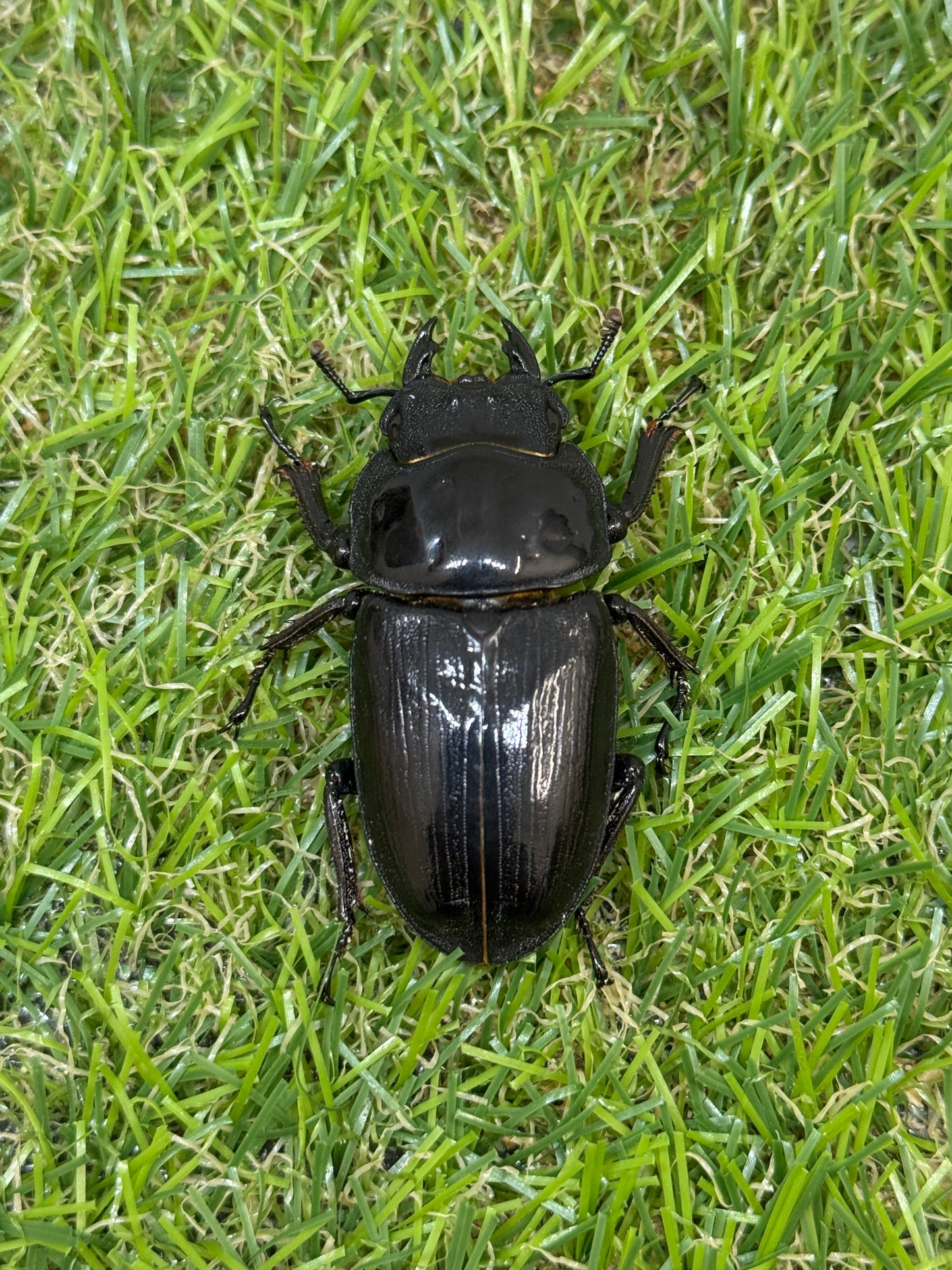 オオクワガタ 久留米　♂72mm成虫ペア