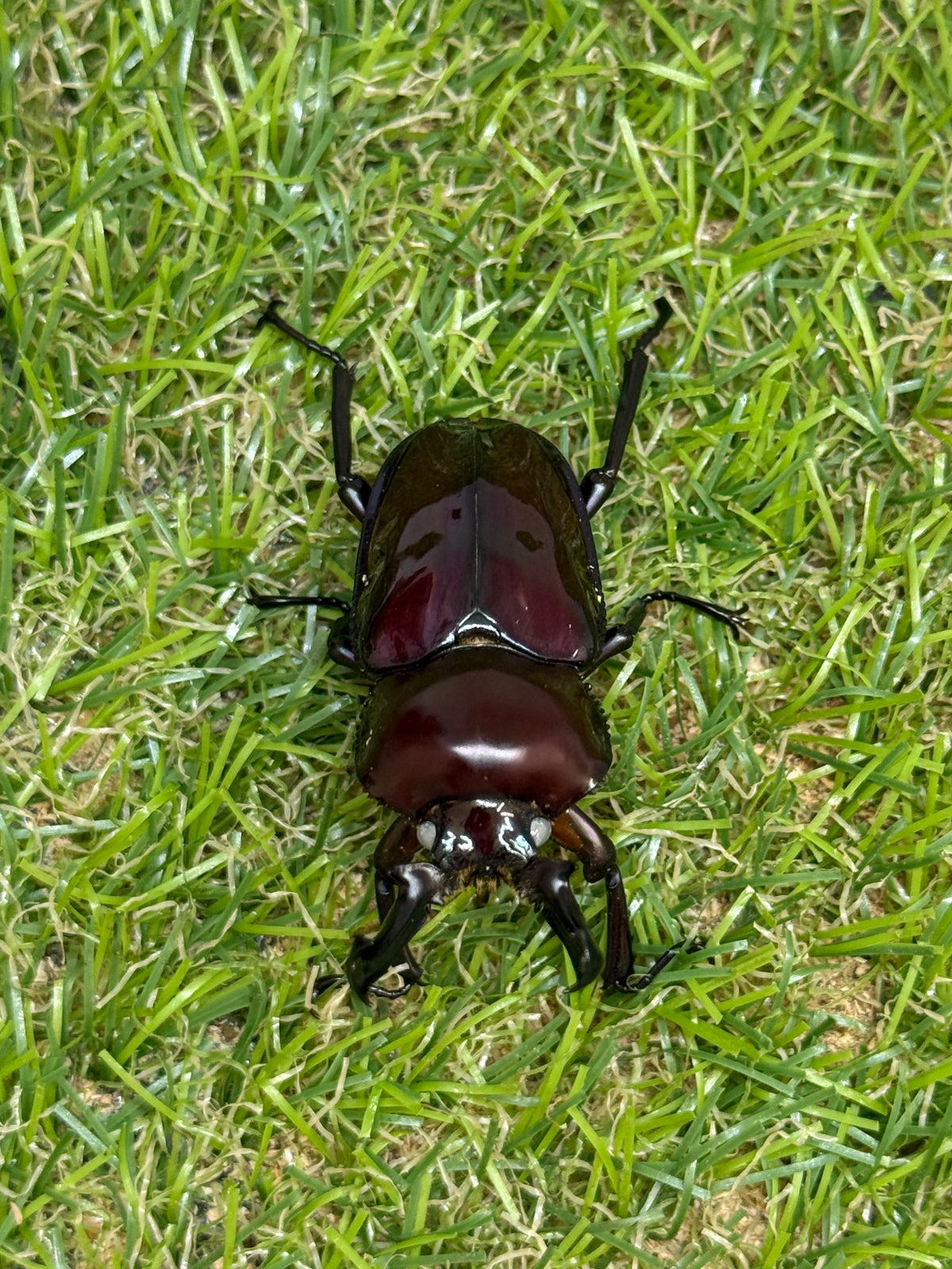 ニジイロクワガタ(紫紺系ホワイトアイ)　♂50mm成虫ペア