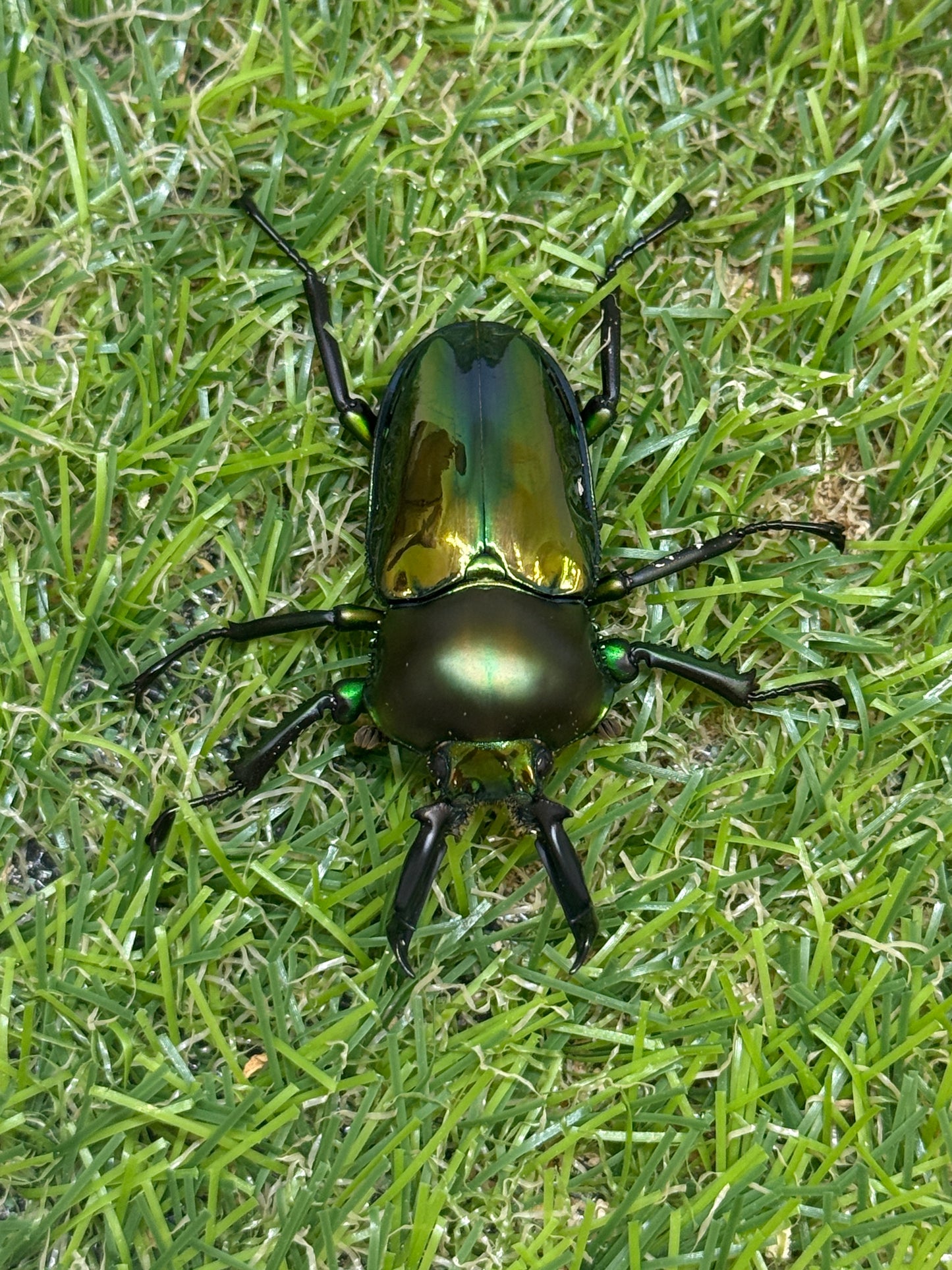 ニジイロクワガタ　♂48mm成虫ペア