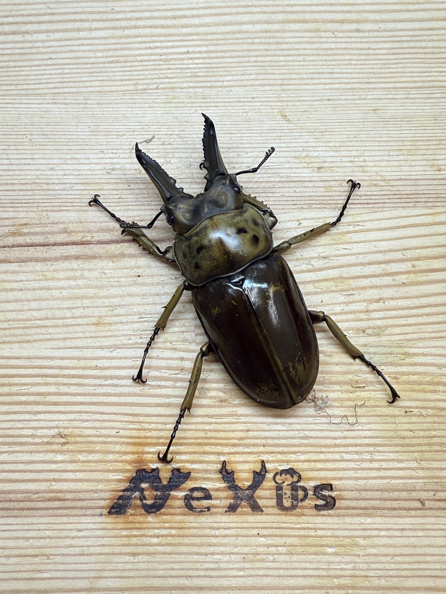 モセリオウゴンオニクワガタ　♂61.5mm単品