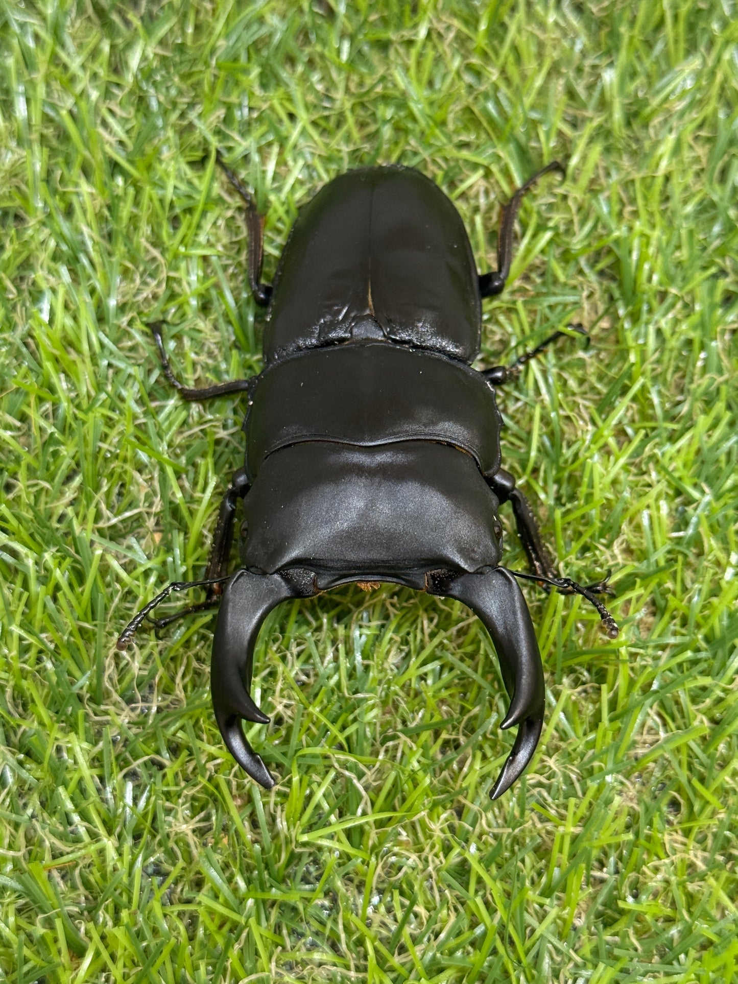 オオクワガタ 能勢YG　♂81mm成虫ペア