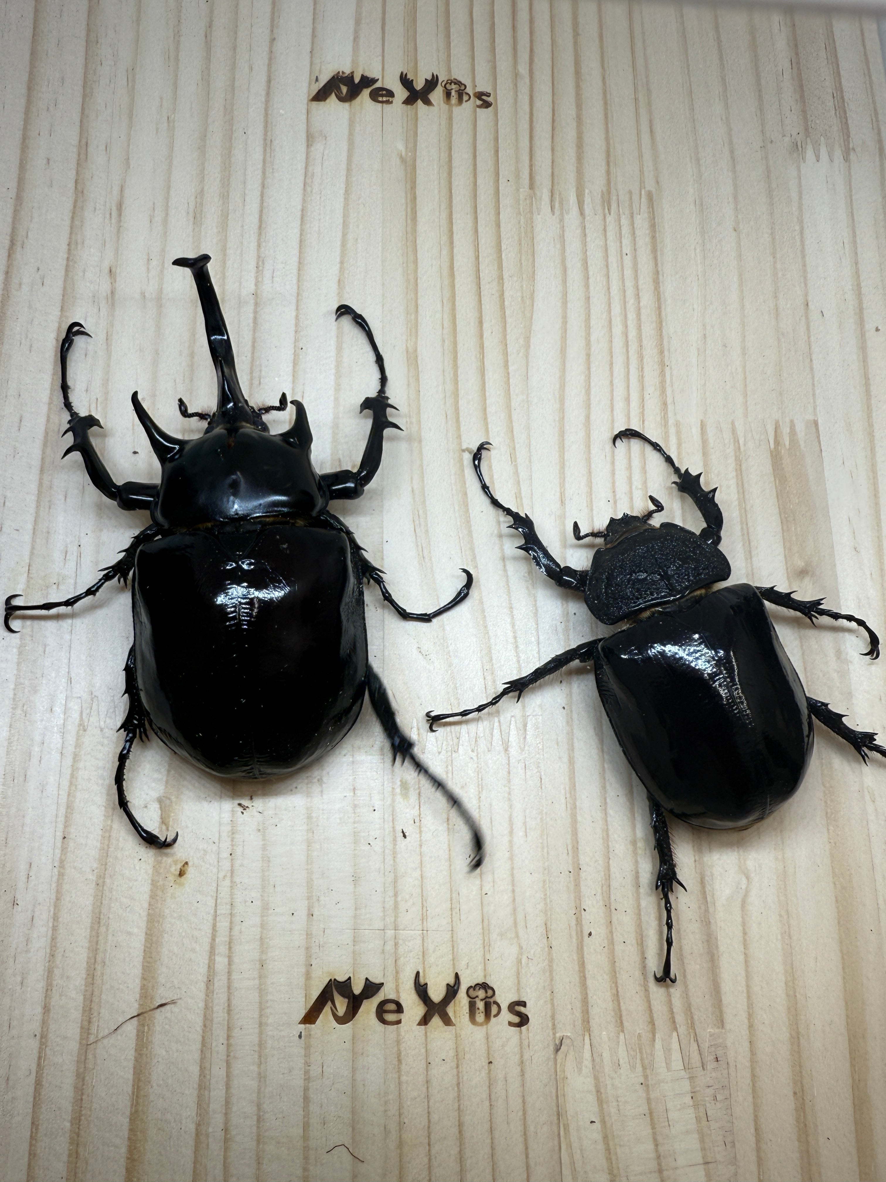 マルスゾウカブト ♂104mm成虫ペア – 昆虫ショップNexus