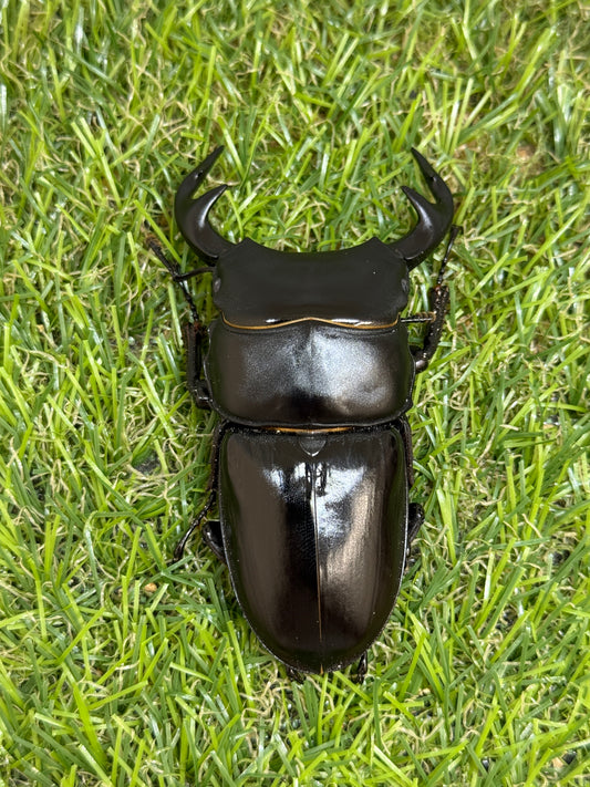 グランディスオオクワガタ　♂80.5mm成虫ペア