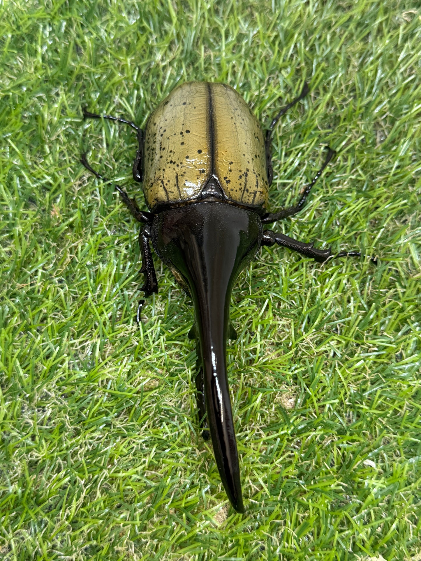 DH･ヘラクレス　♂128mm単品