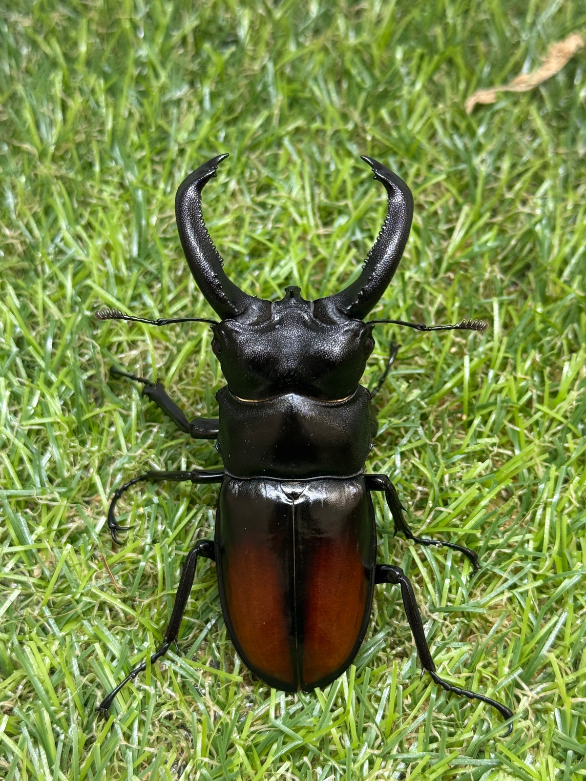 サヌチフタマタクワガタ　♂73.5mm成虫ペア