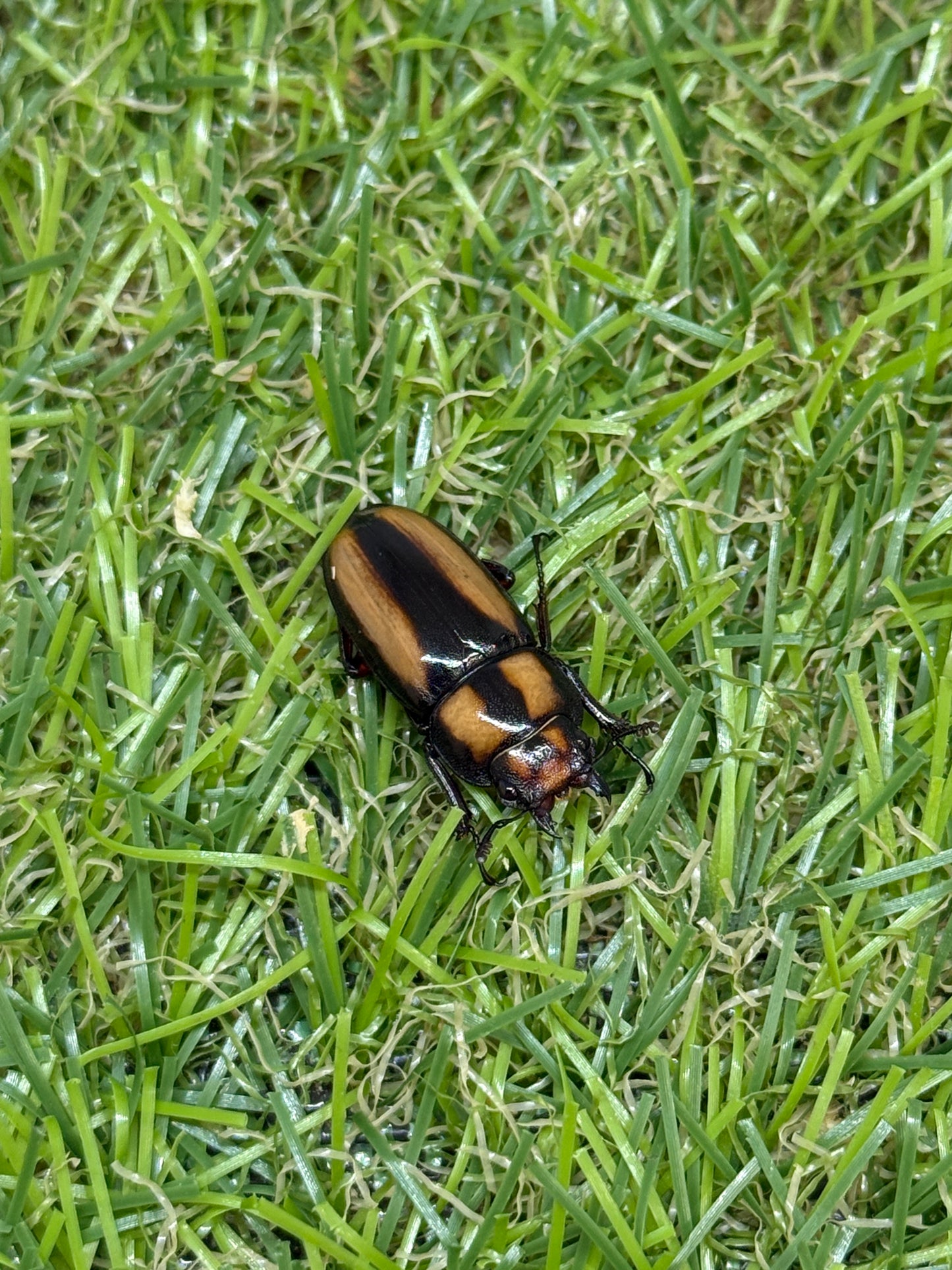 カネギエーテルノコギリクワガタ　♂36mm成虫ペア
