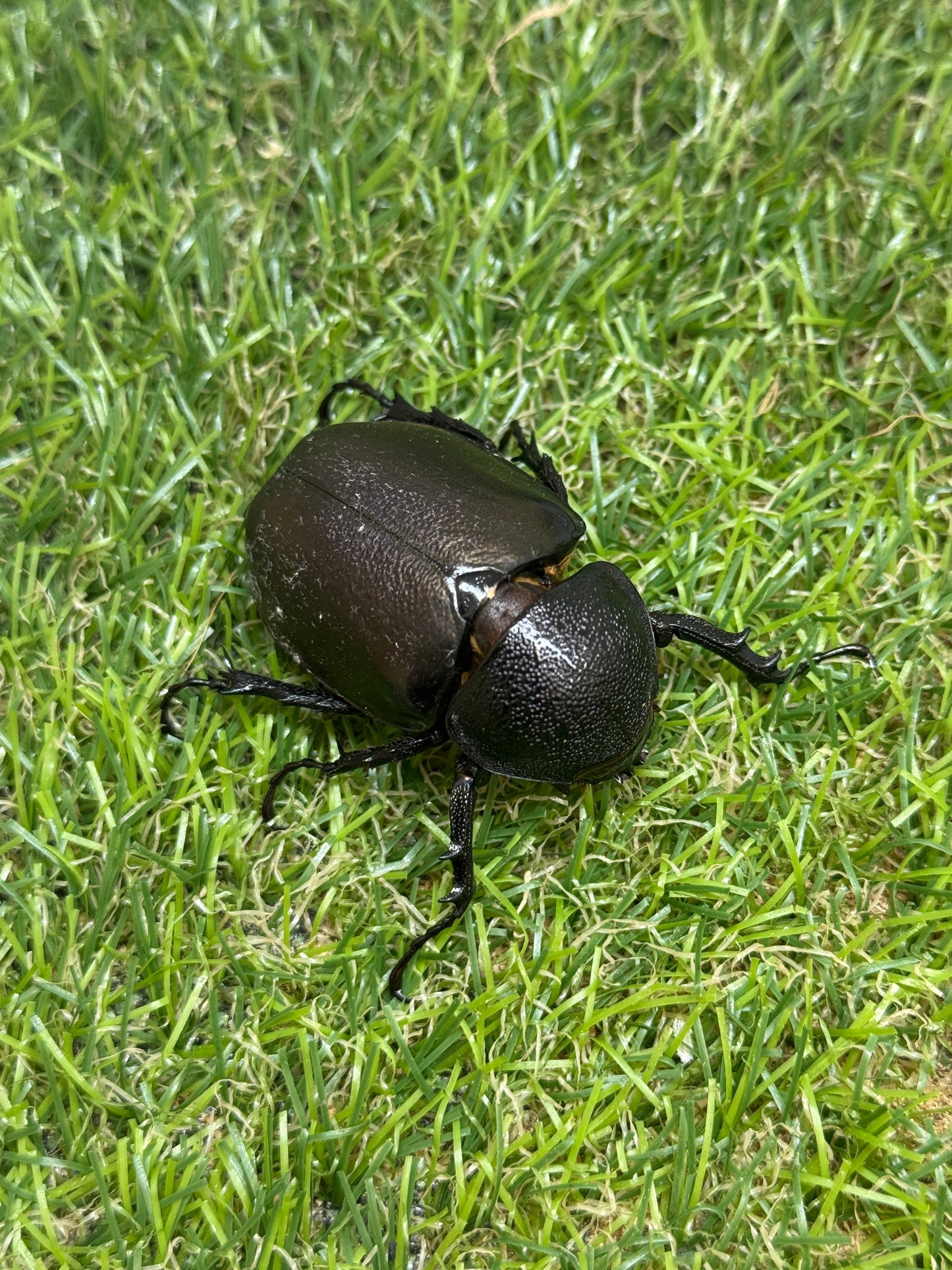 アトラスオオカブト(スマトラ島リアウ)　♂80mmペア