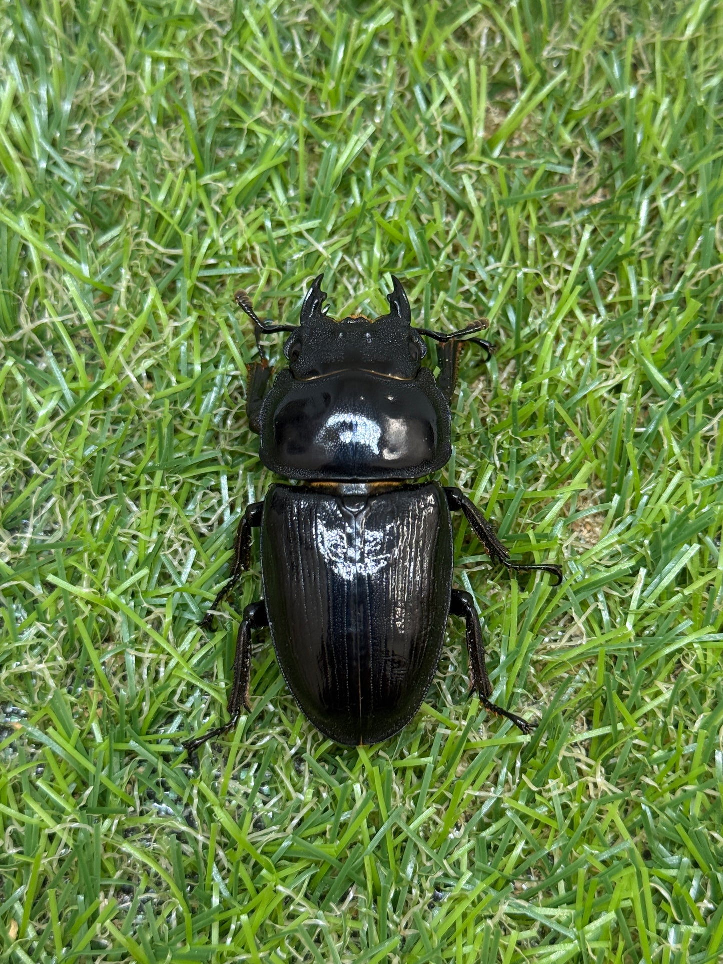 オオクワガタ　肝川　♂67.5mm成虫ペア