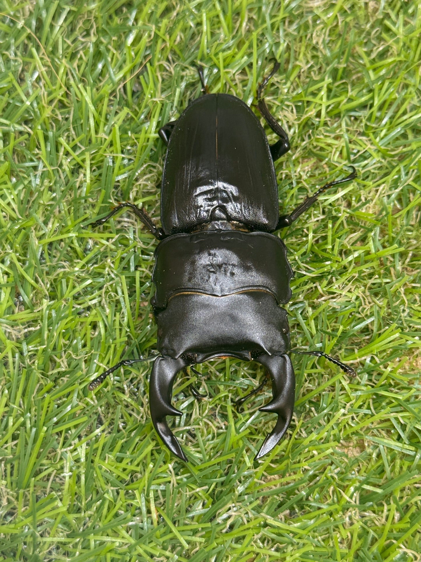 オオクワガタ　奈良輪川西　♂67mm成虫ペア