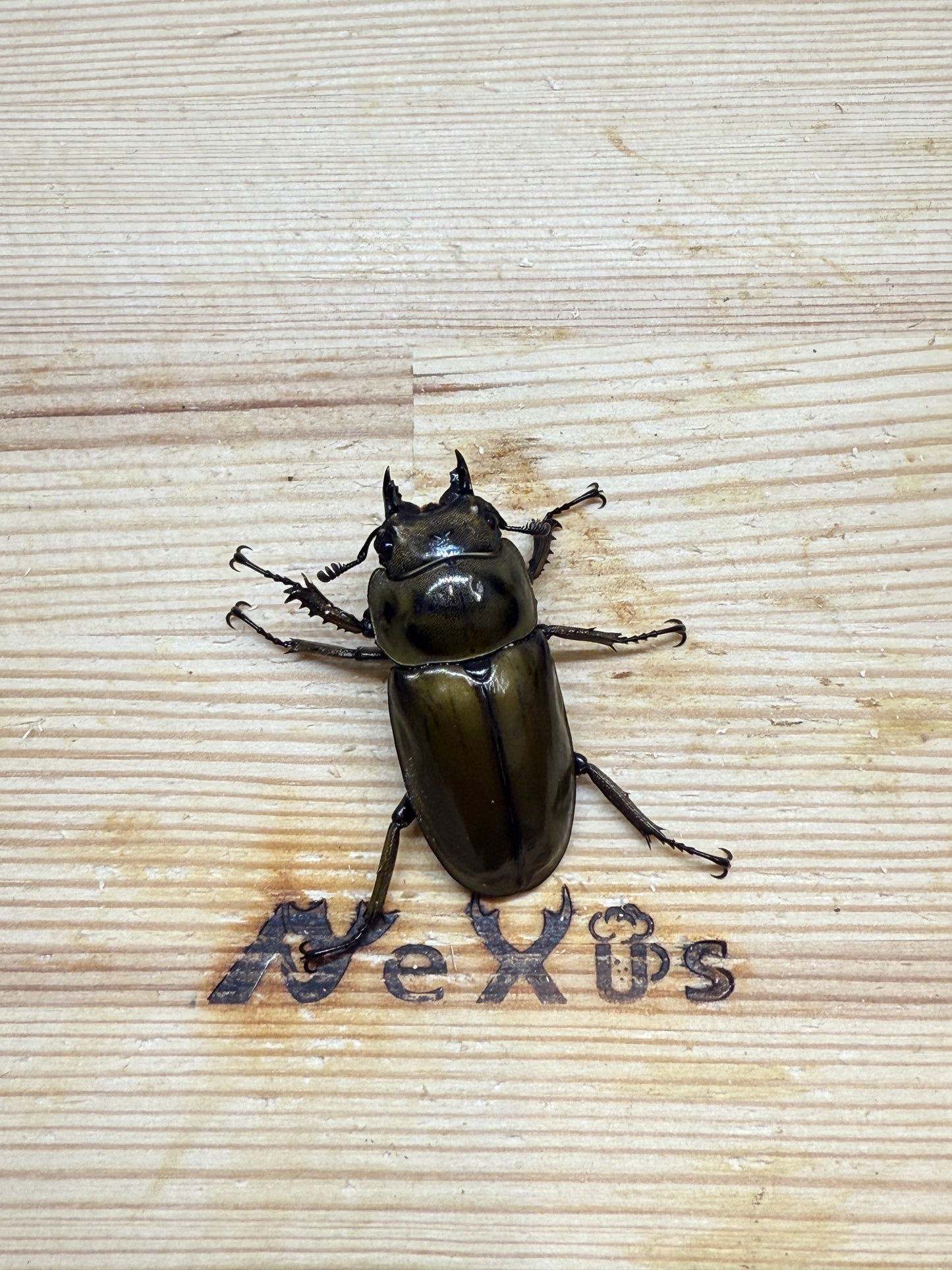 ババオウゴンオニクワガタ　♀39mm単品