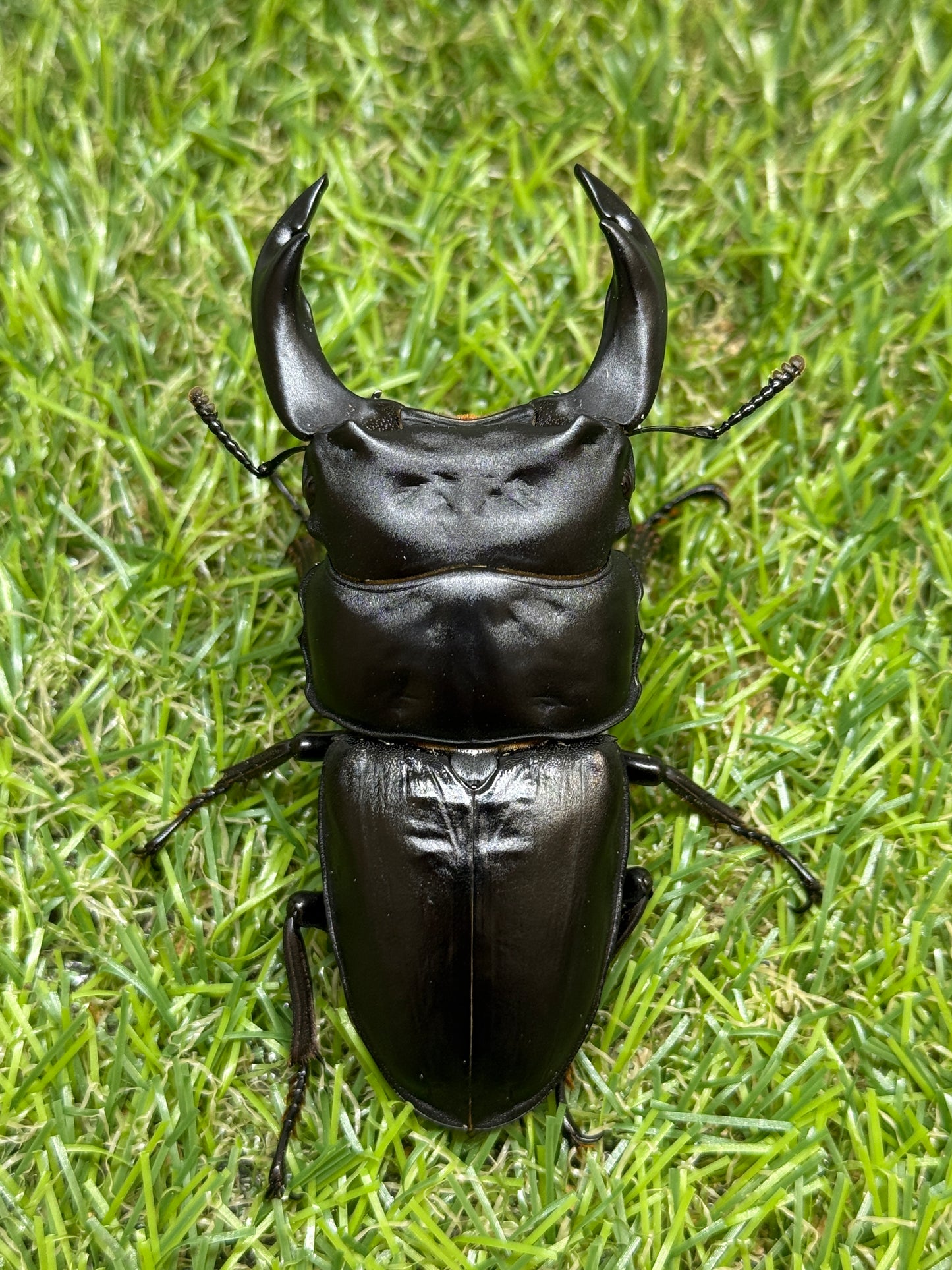 オオクワガタ　阿古谷　♂78mm成虫ペア