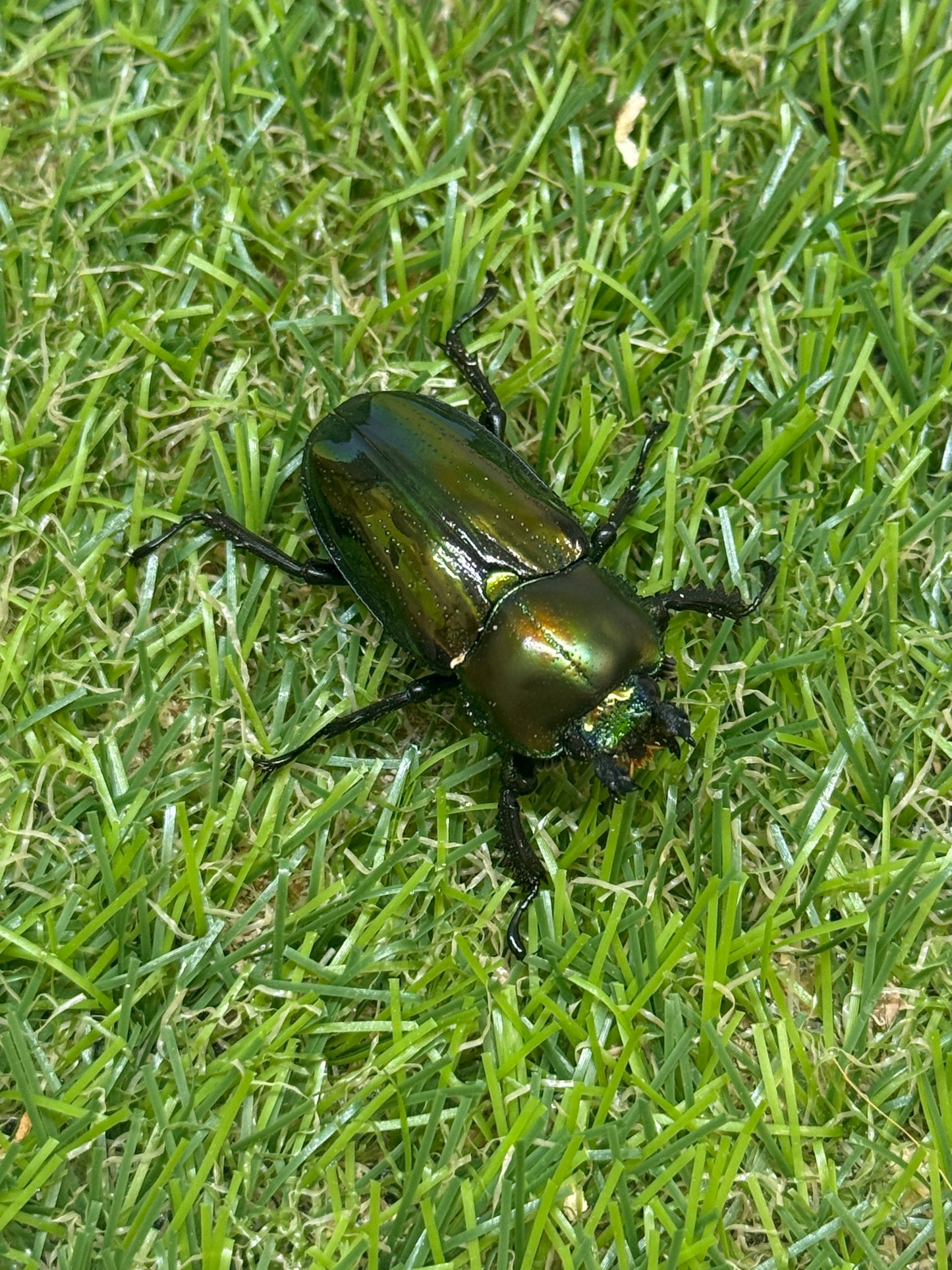 ニジイロクワガタ　♂48mm成虫ペア