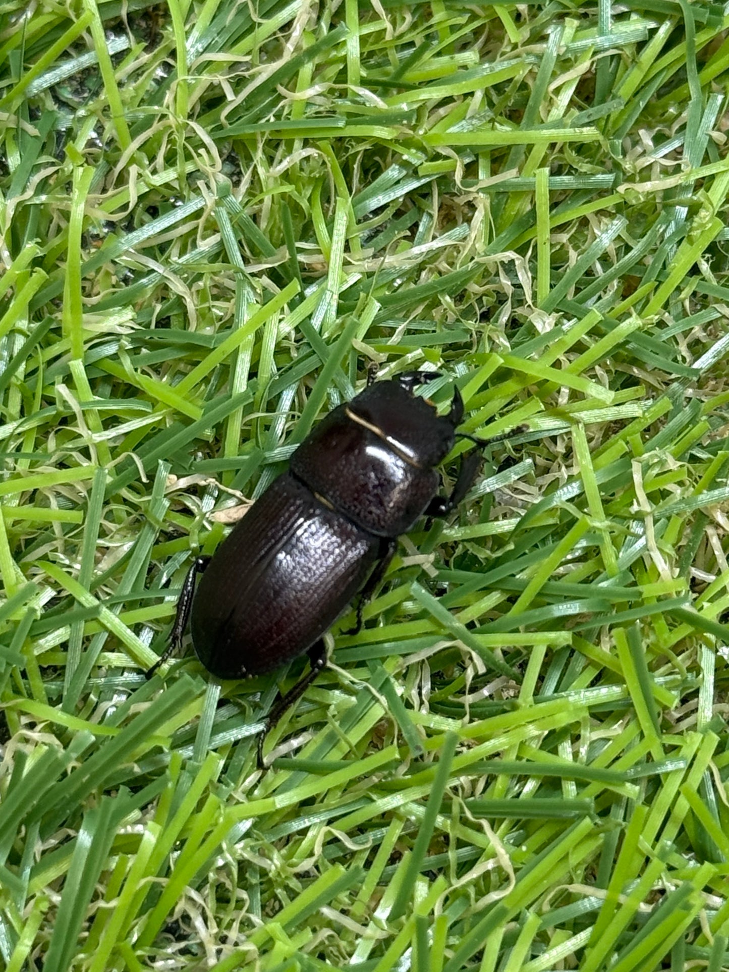 ブレビスオオクワガタ　♂freeサイズ成虫ペア