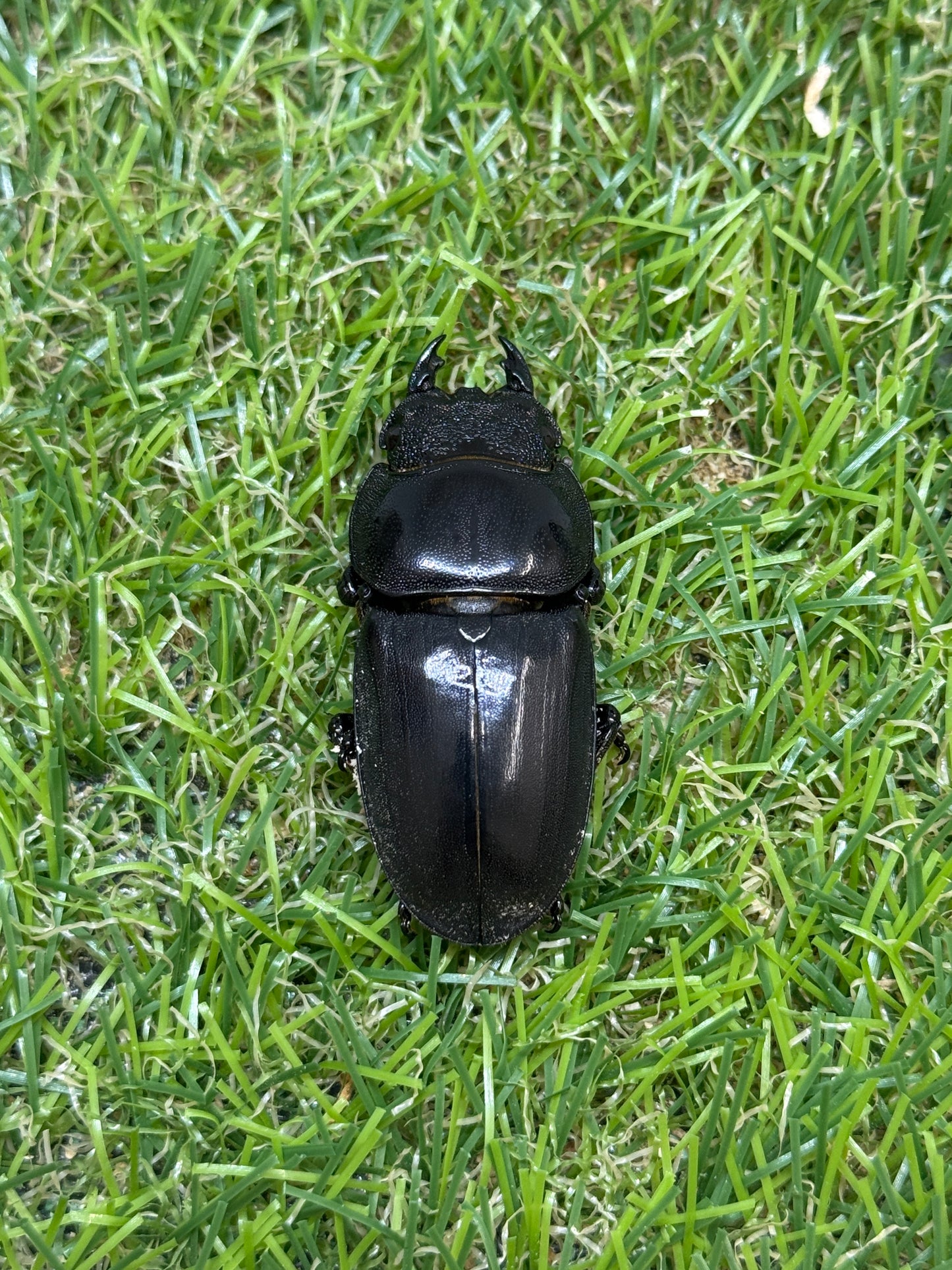 テイオウヒラタクワガタ(大城戸血統)　♂94mm成虫ペア