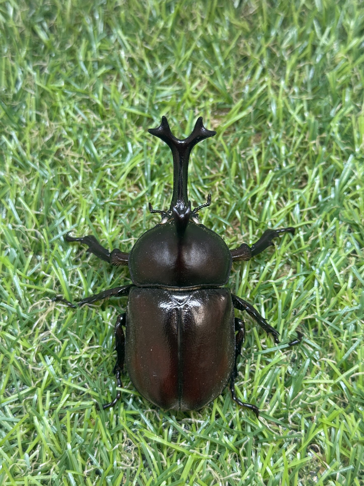 カブトムシ(ホワイトアイ血統)　サイズfree成虫ペア