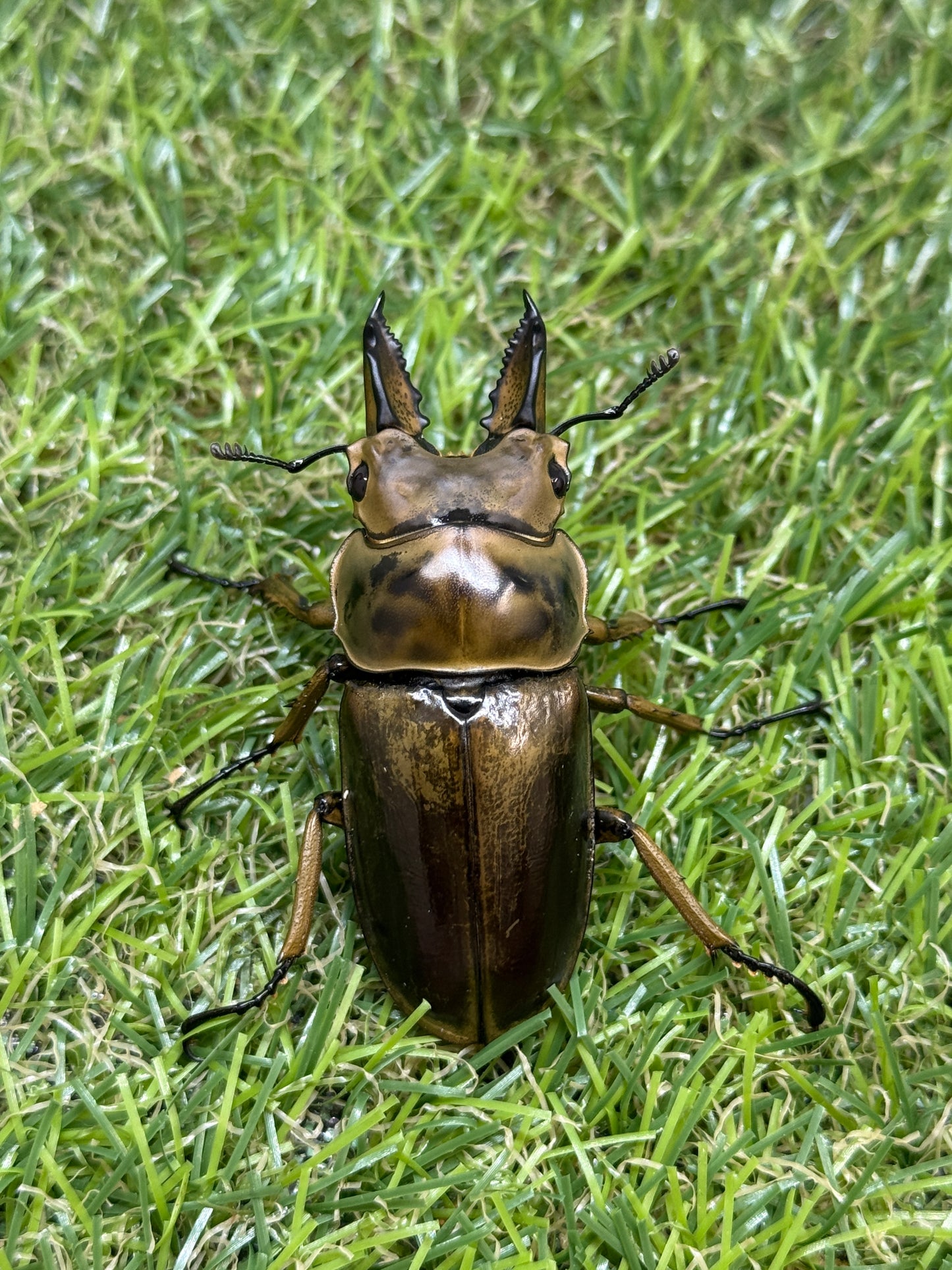 ババオウゴンオニクワガタ　♂55mm成虫ペア