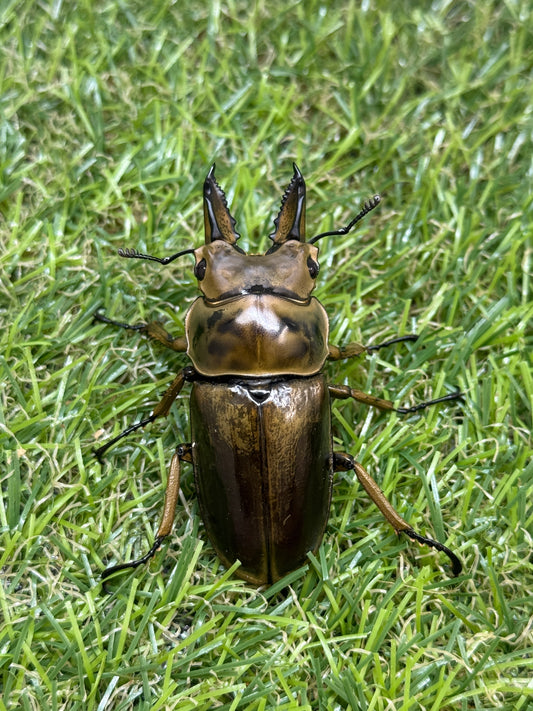 ババオウゴンオニクワガタ　♂55mm成虫ペア