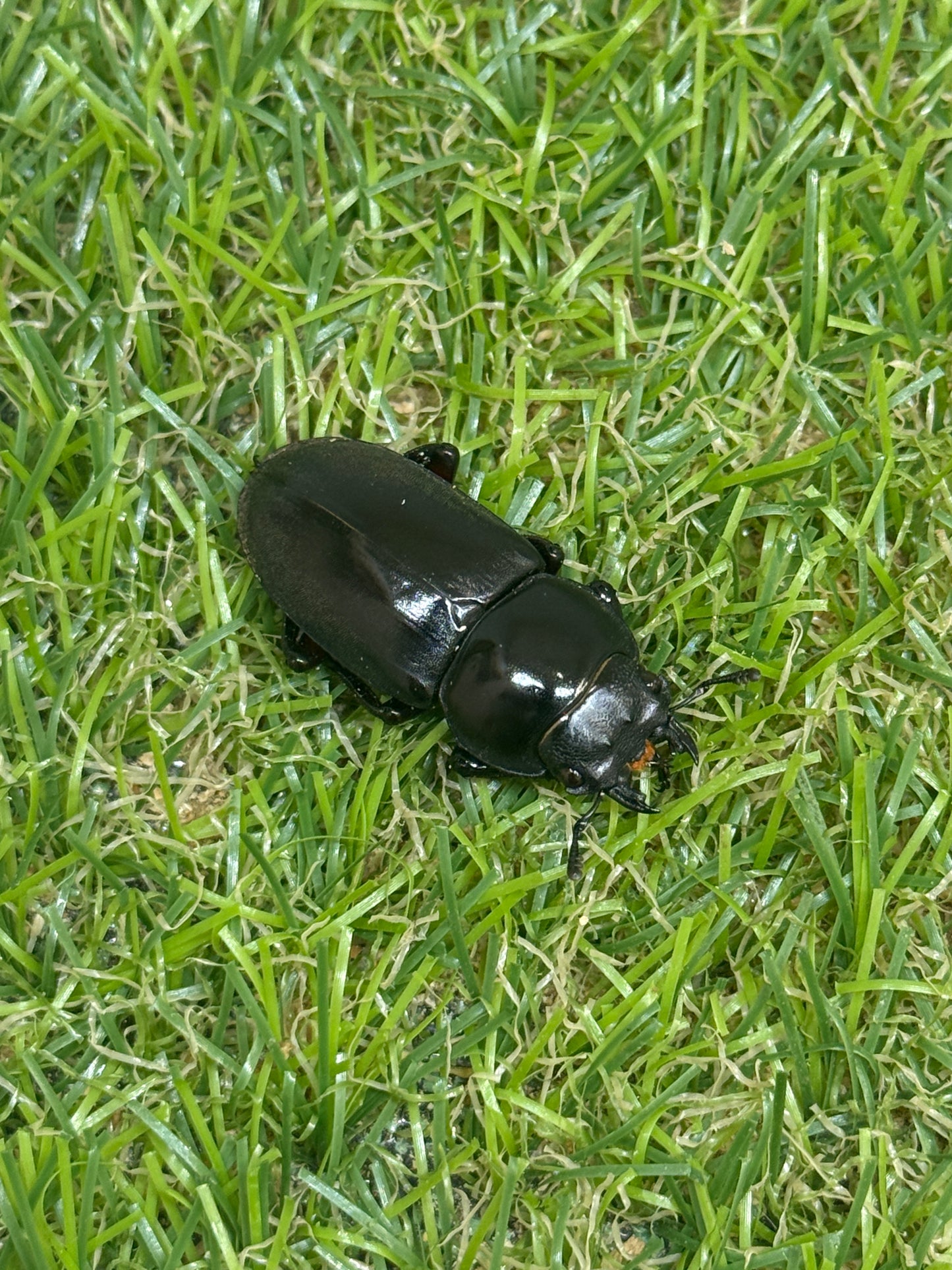 アカアシクワガタ　♂36mm成虫ペア