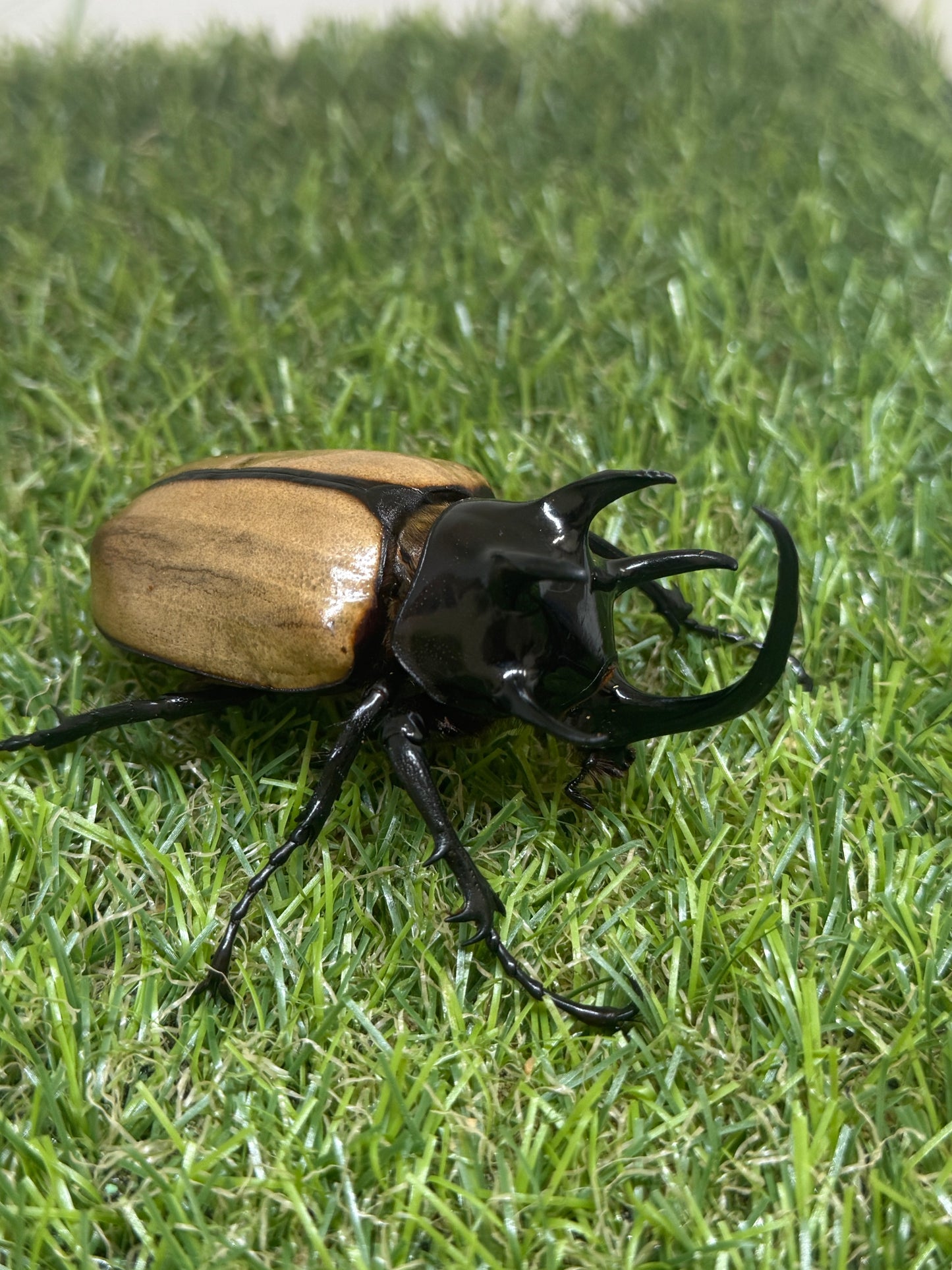 ゴホンヅノカブトWD　♂81mm成虫ペア