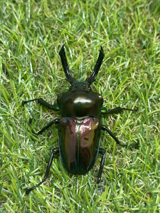 ニジイロクワガタ　♂54mm成虫ペア