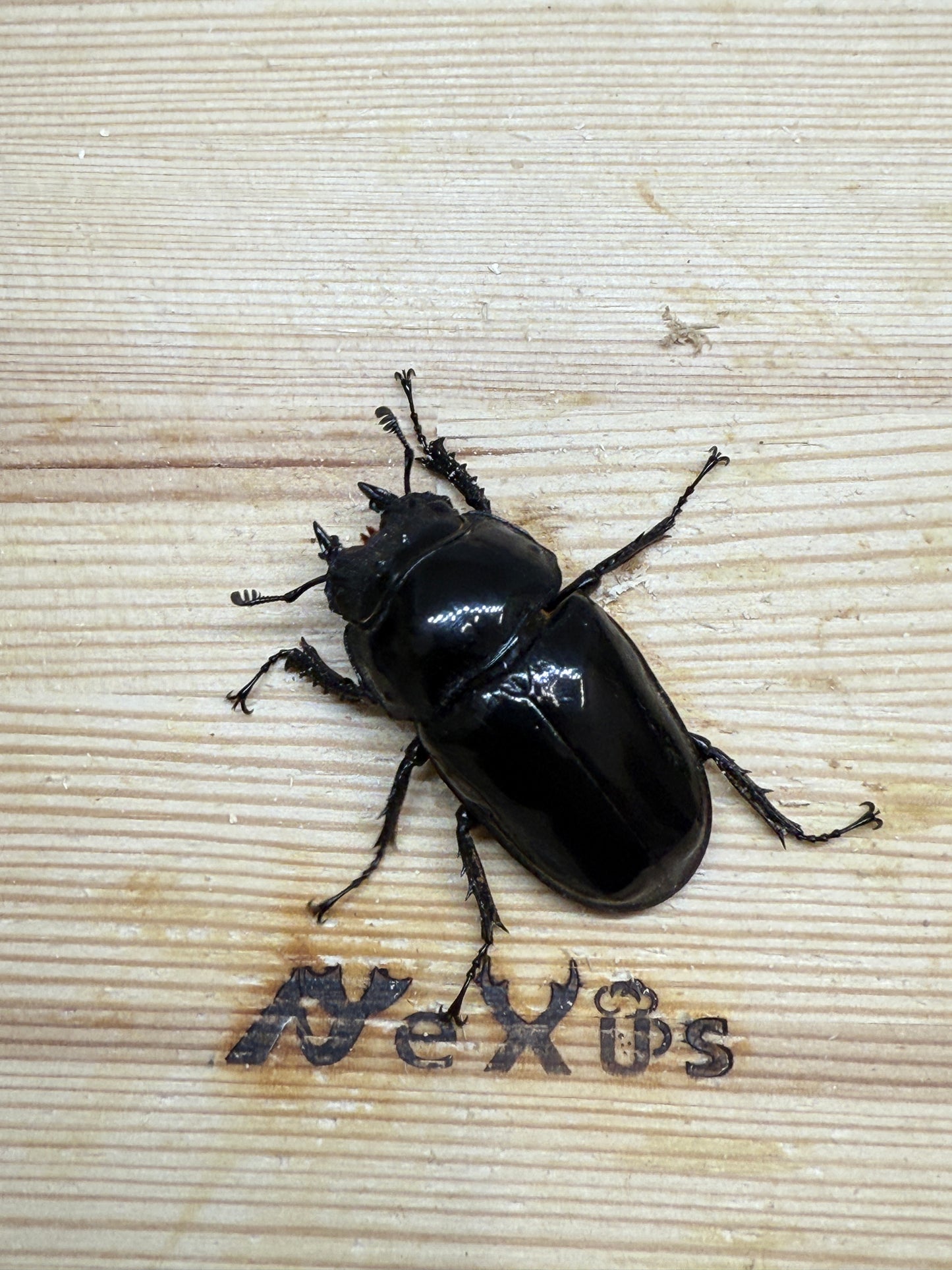 タランドゥスオオツヤクワガタ　♀46.9mm単品