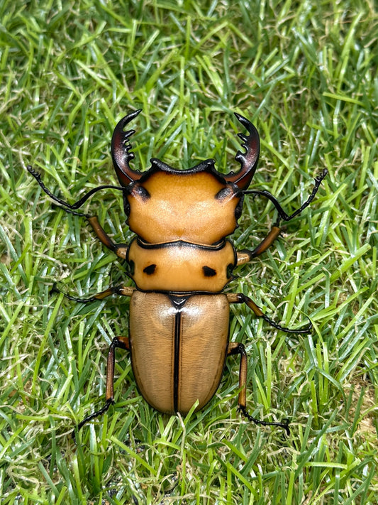 メンガタメリークワガタ　♂50mm成虫ペア