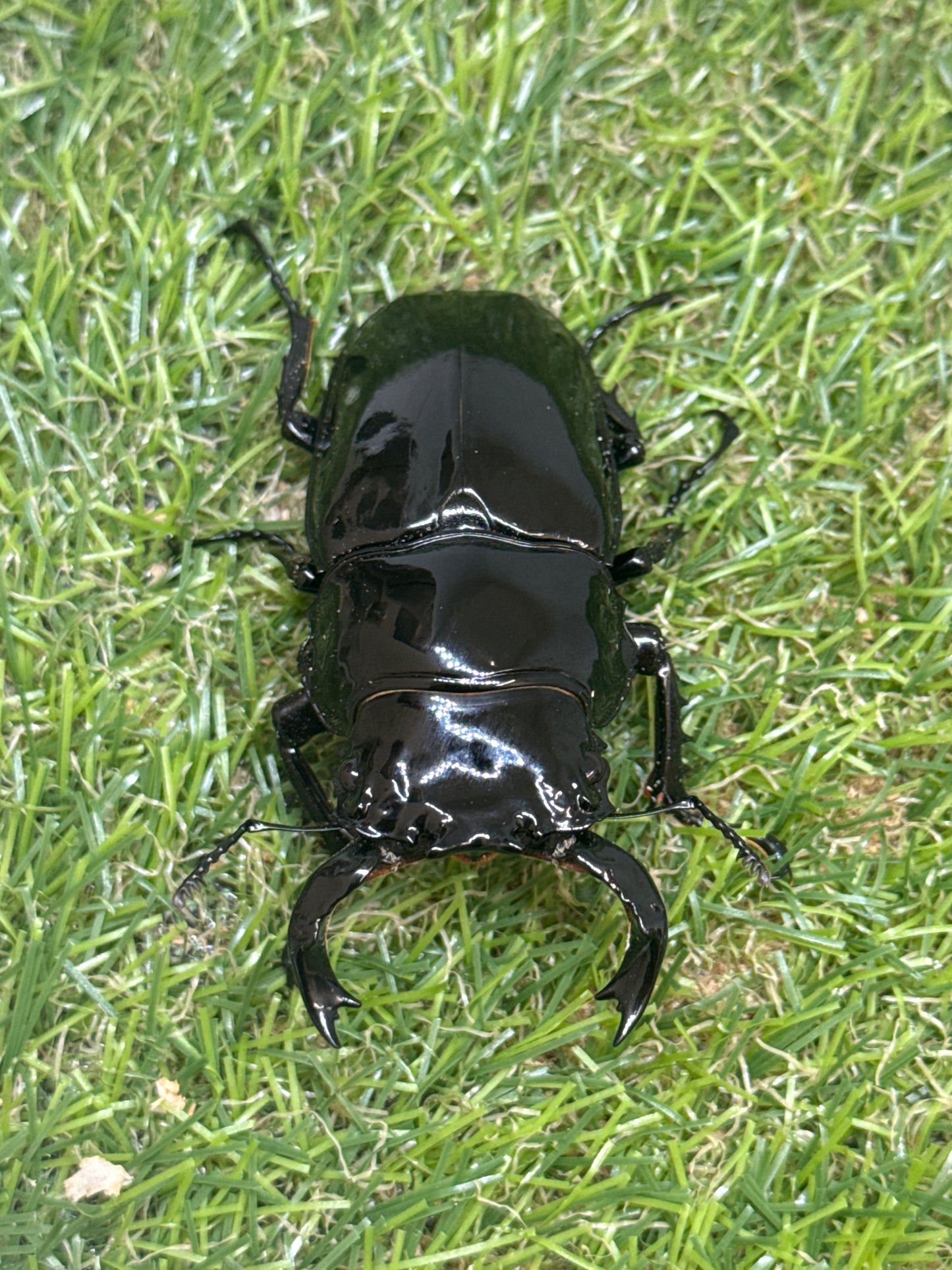タランドゥスオオツヤクワガタ　♂75mm単品