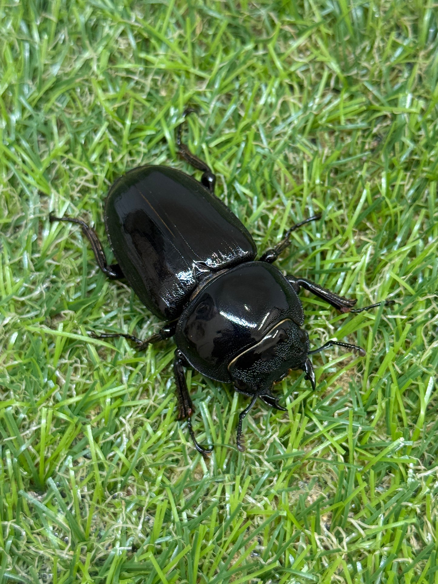 グランディスオオクワガタ　♂71.8mm成虫ペア