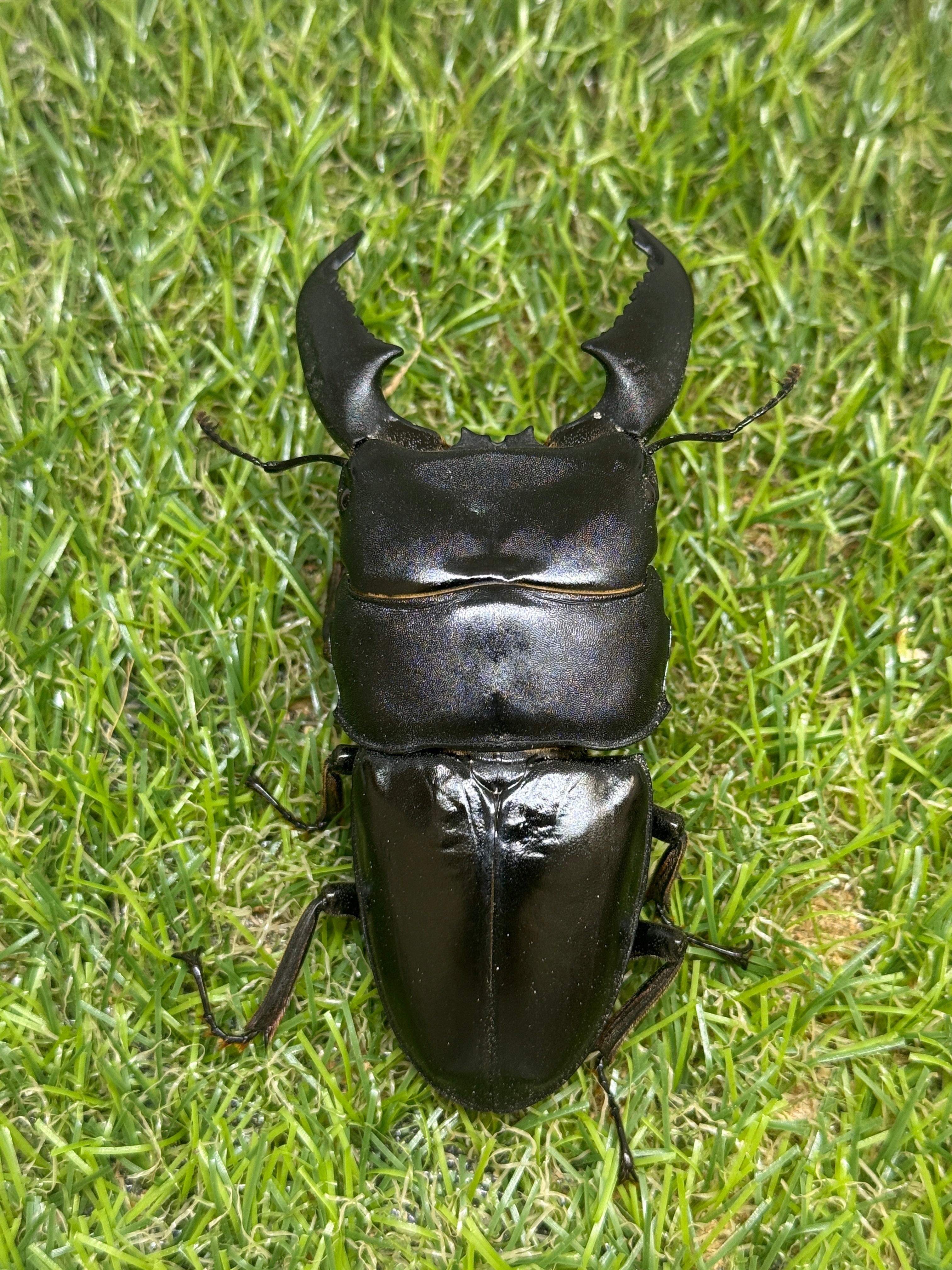 スマトラオオヒラタクワガタ ♂91.9mm成虫ペア – 昆虫ショップNexus