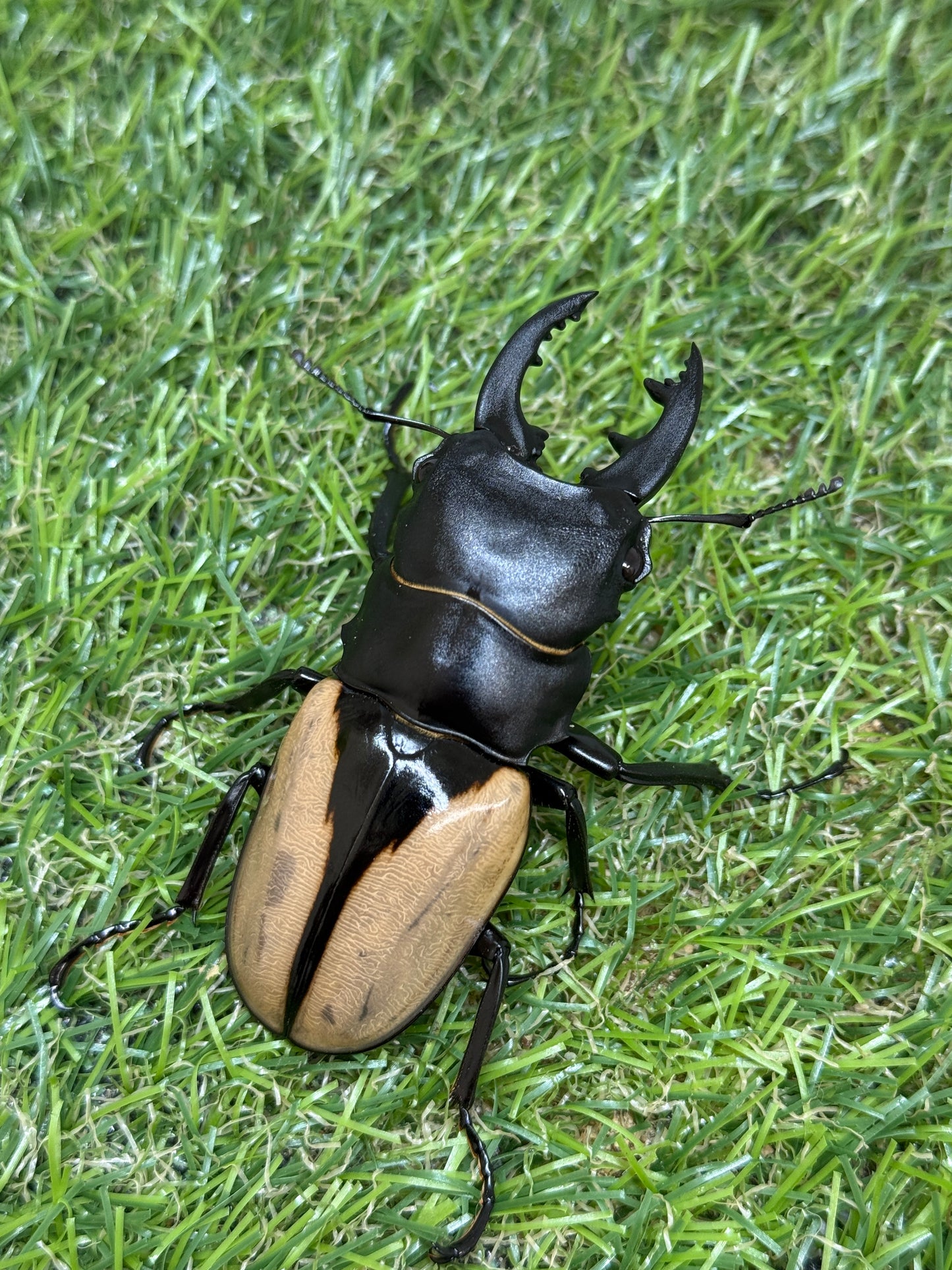ブルマイスターツヤクワガタ　♂73.8mm成虫ペア