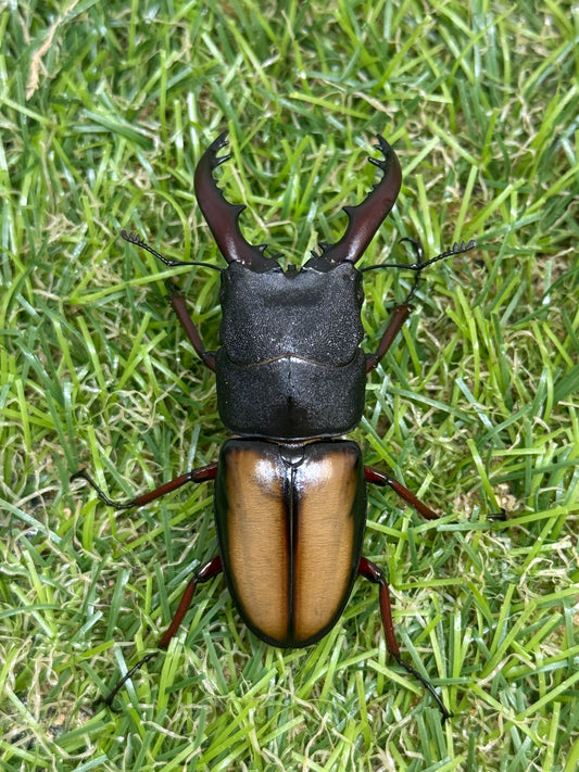 ウムハンギノコギリクワガタ ♂58mm単品