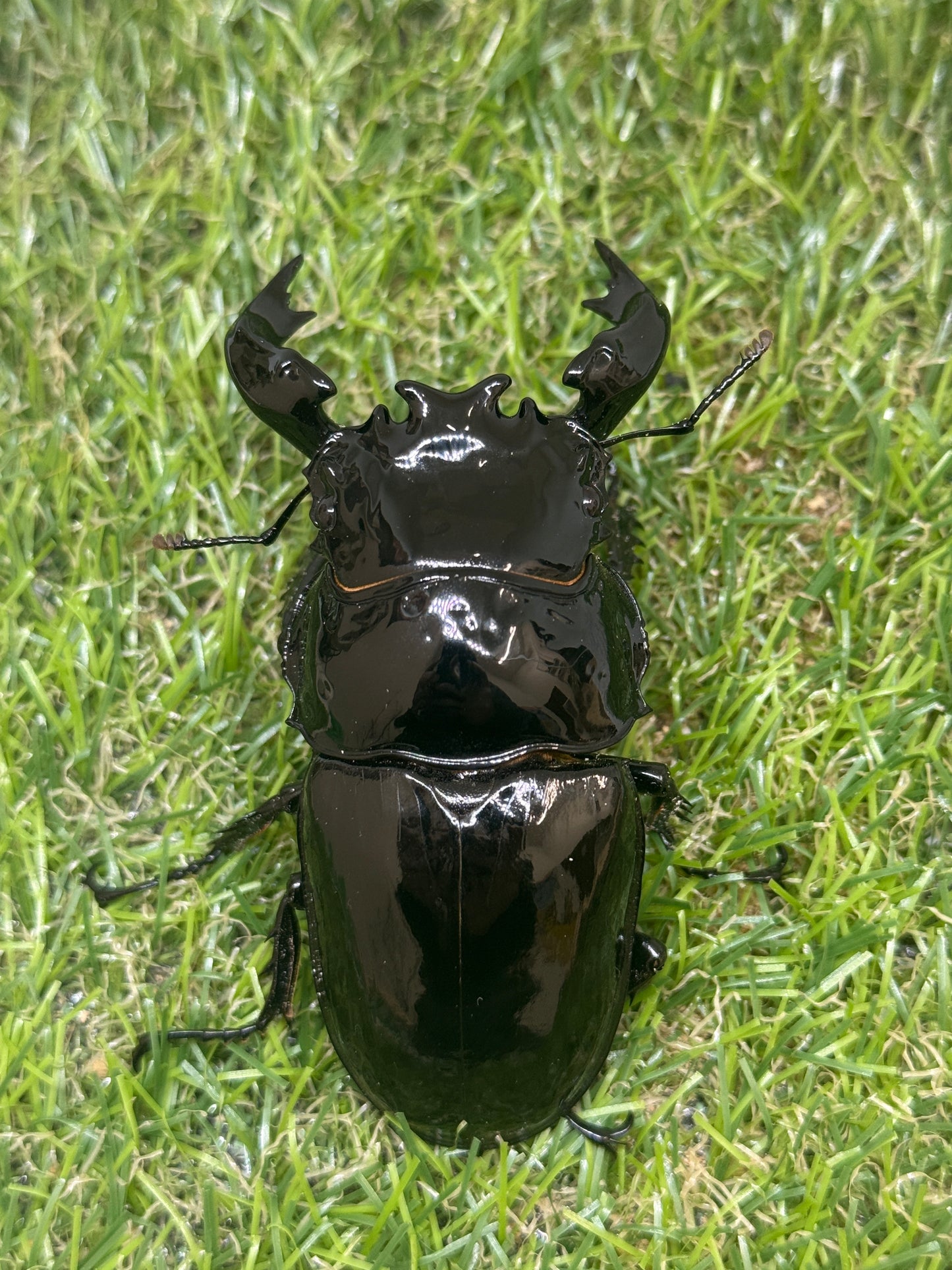 タランドゥスオオツヤクワガタ　♂87.1mm単品