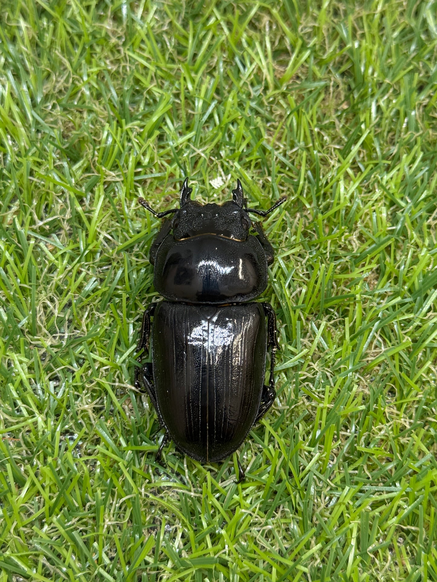 オオクワガタ 能勢YG　♂81mm成虫ペア