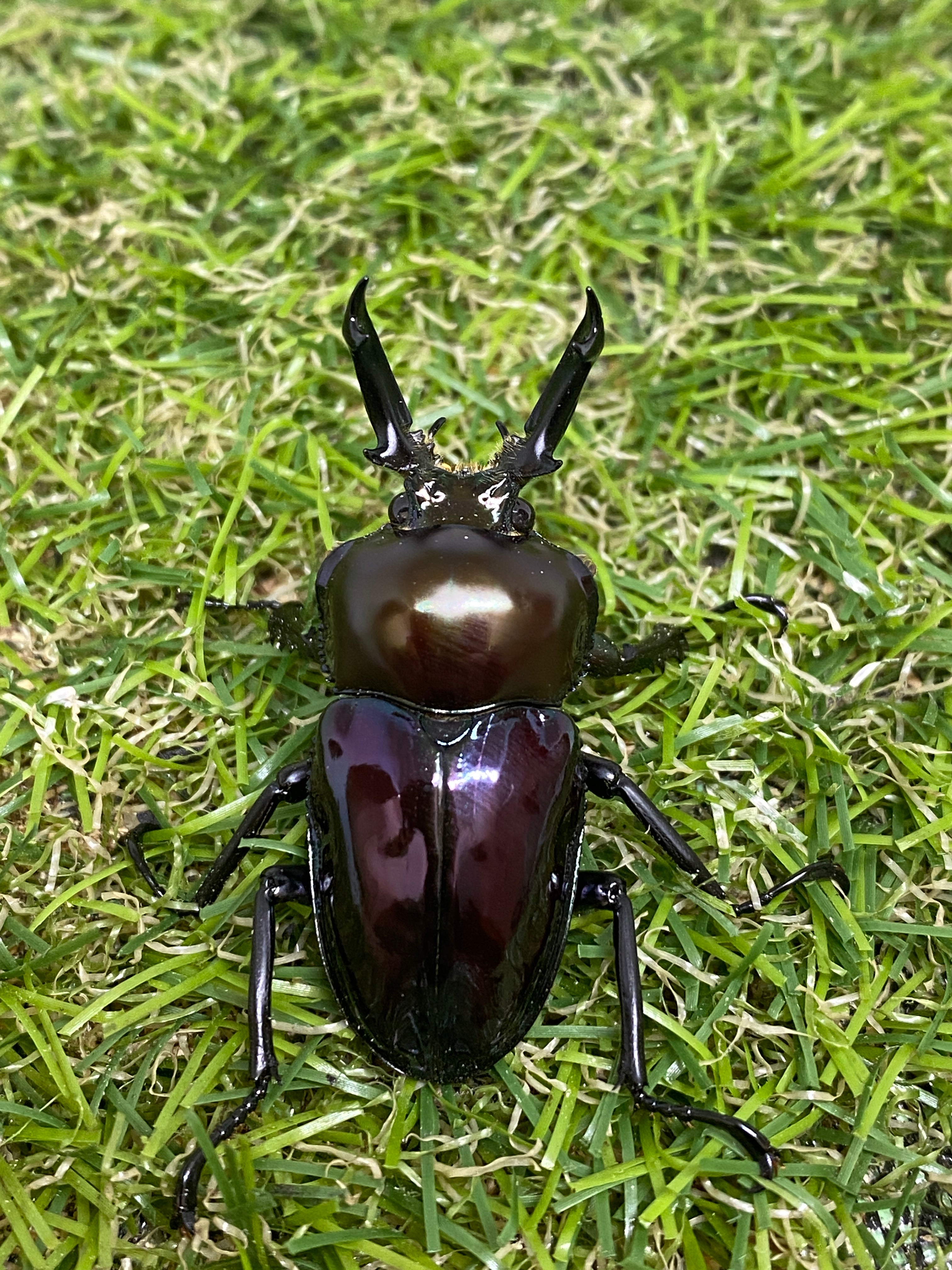 ニジイロクワガタ ♂45mm成虫ペア – 昆虫ショップNexus