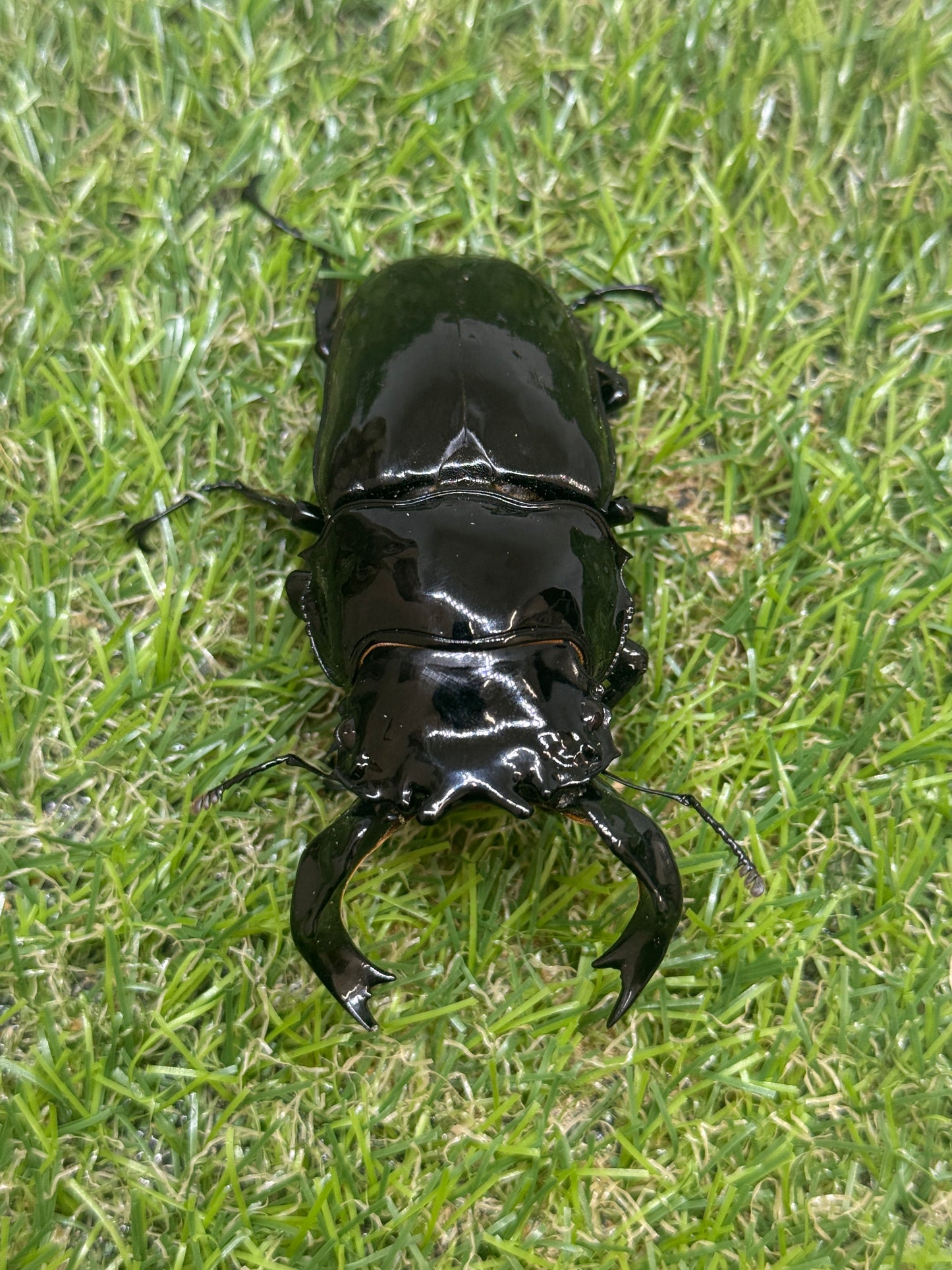 タランドゥスオオツヤクワガタ　♂84.3mm成虫ペア