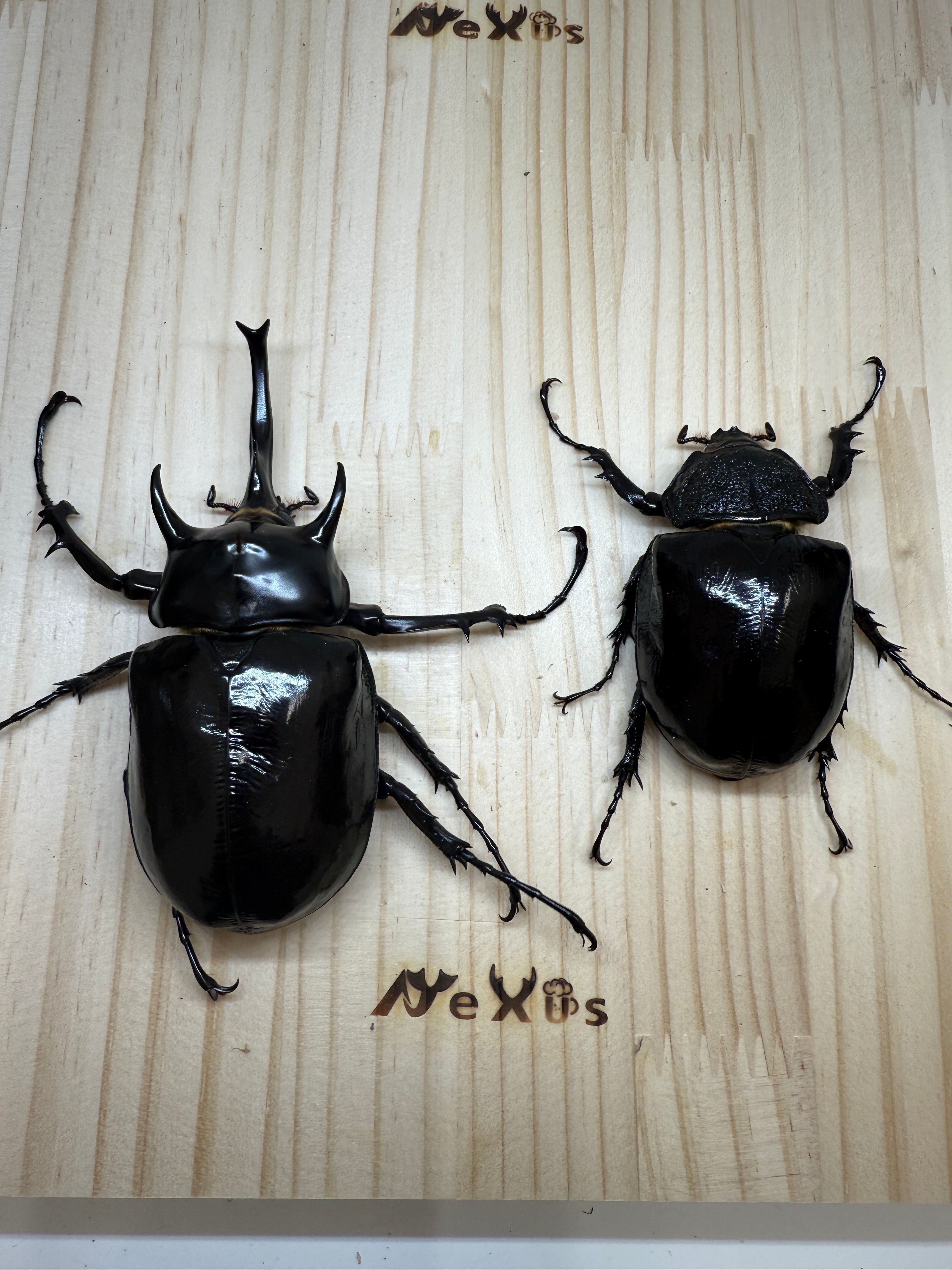 マルスゾウカブト ♂113mm成虫ペア – 昆虫ショップNexus