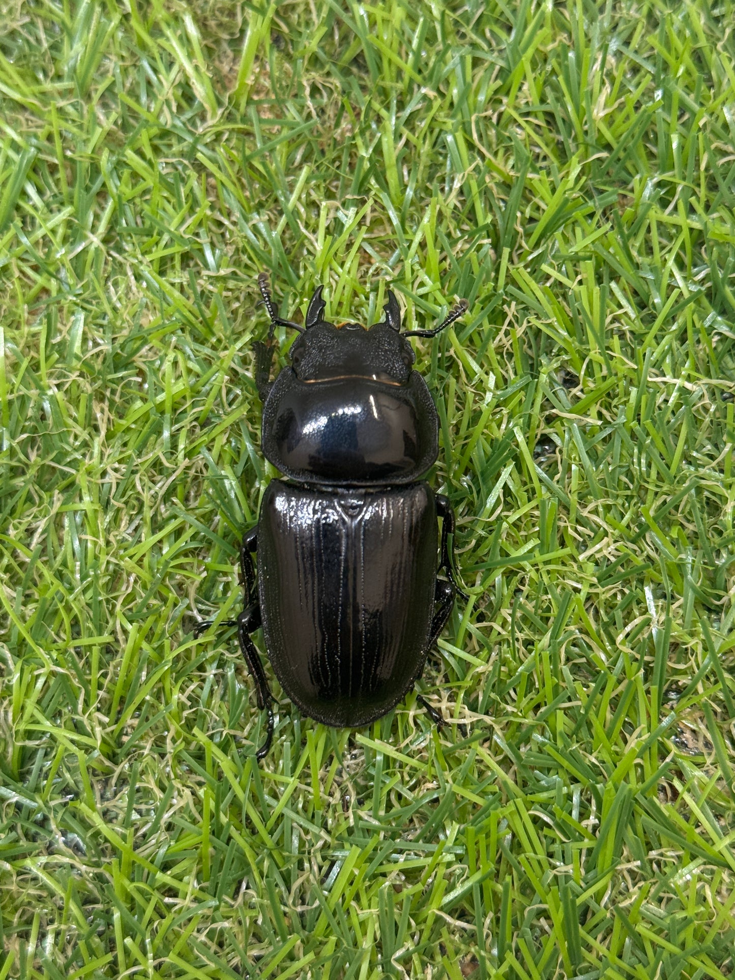 タイワンオクワガタ　♂67mm成虫ペア