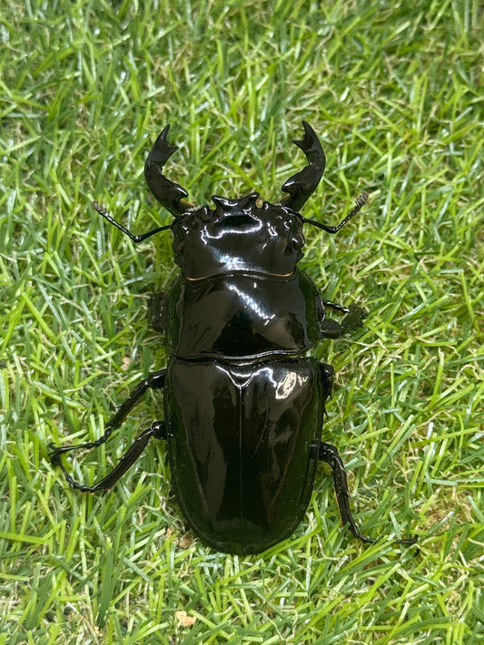 タランドゥスオオツヤクワガタ　♂75mm単品