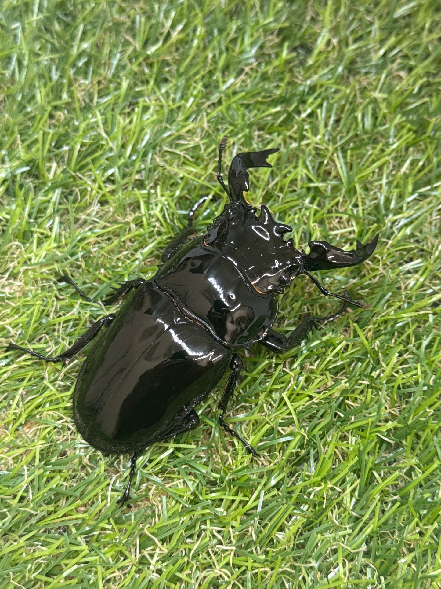 タランドゥスオオツヤクワガタ　♂75mm成虫ペア