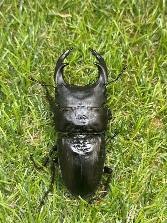 オオクワガタ　奈良輪川西　♂67mm成虫ペア